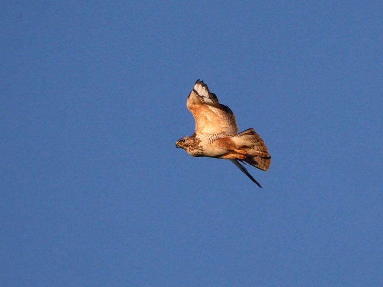 Naturhäuschen in Bergambacht