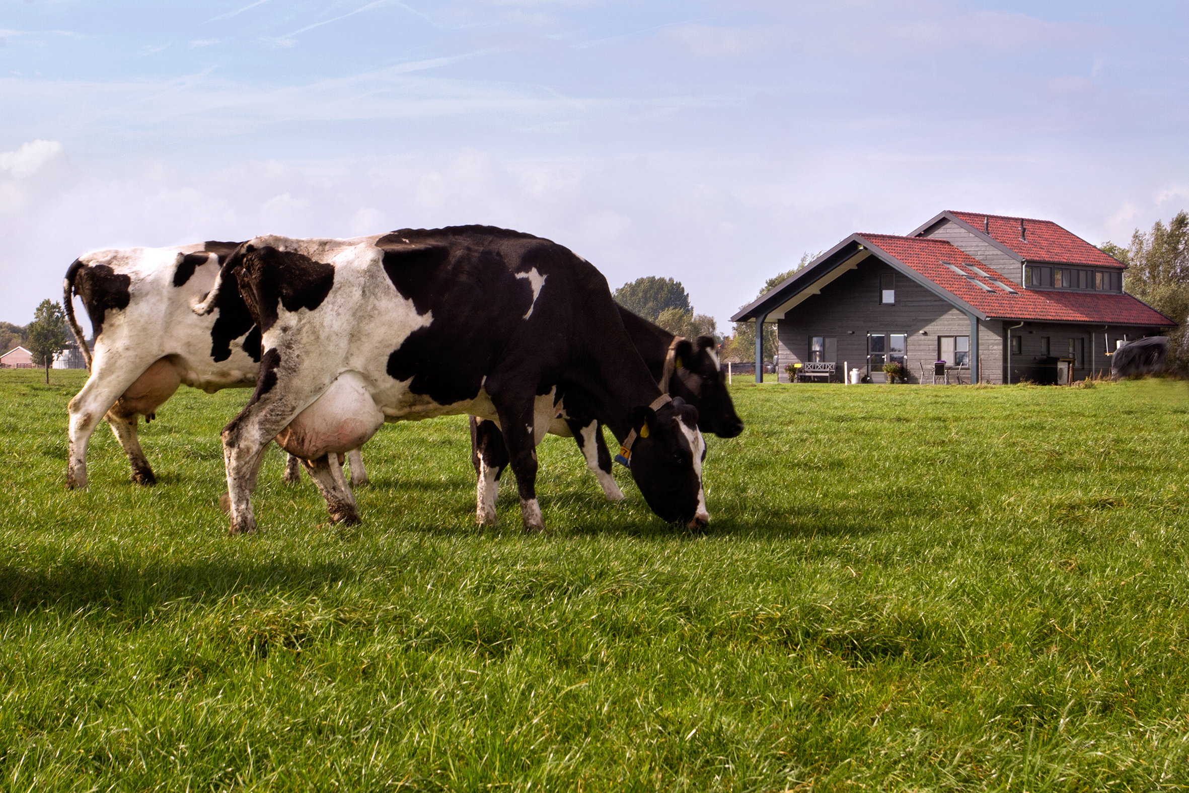 Natuurhuisje in Montfoort