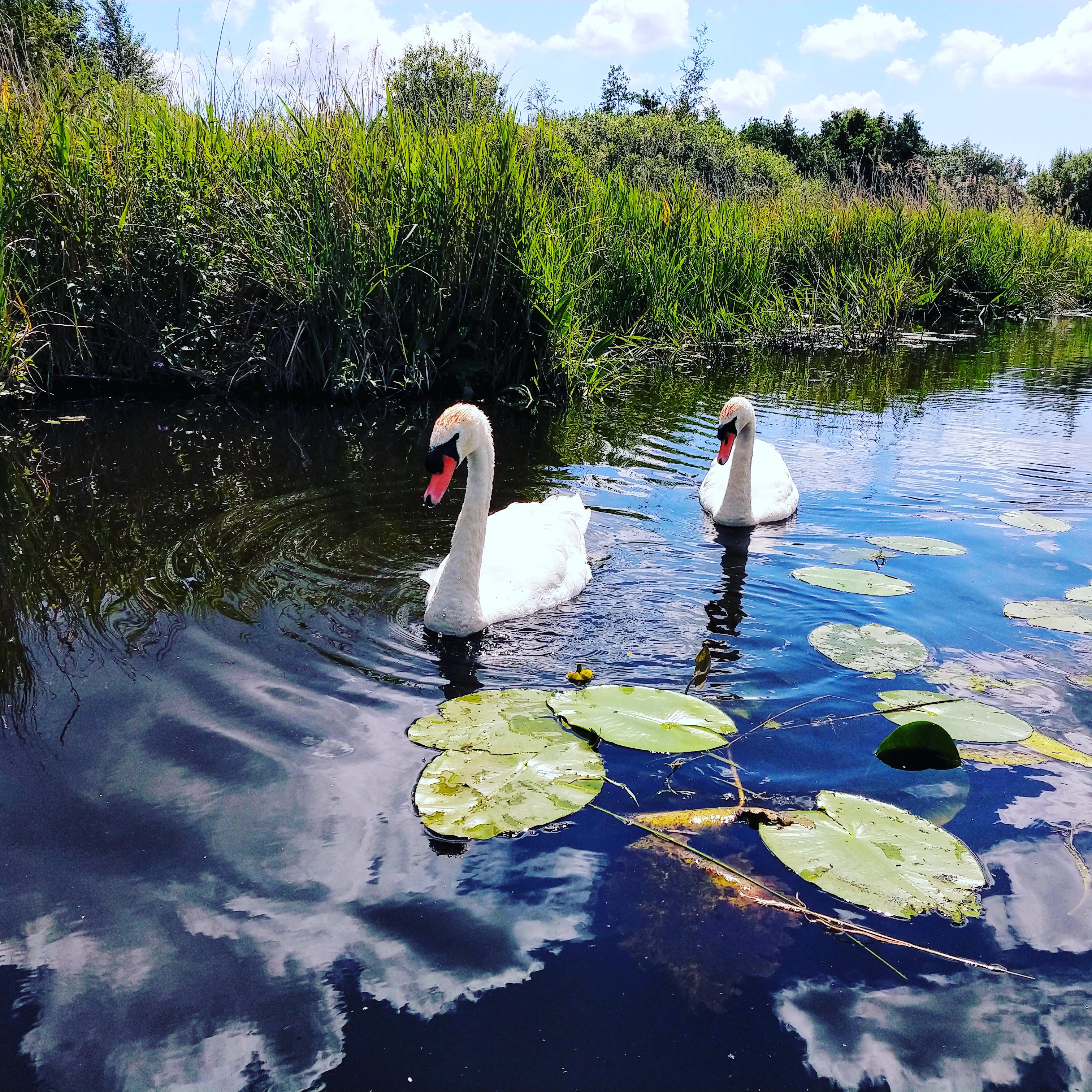 Naturhäuschen in Sint Jansklooster