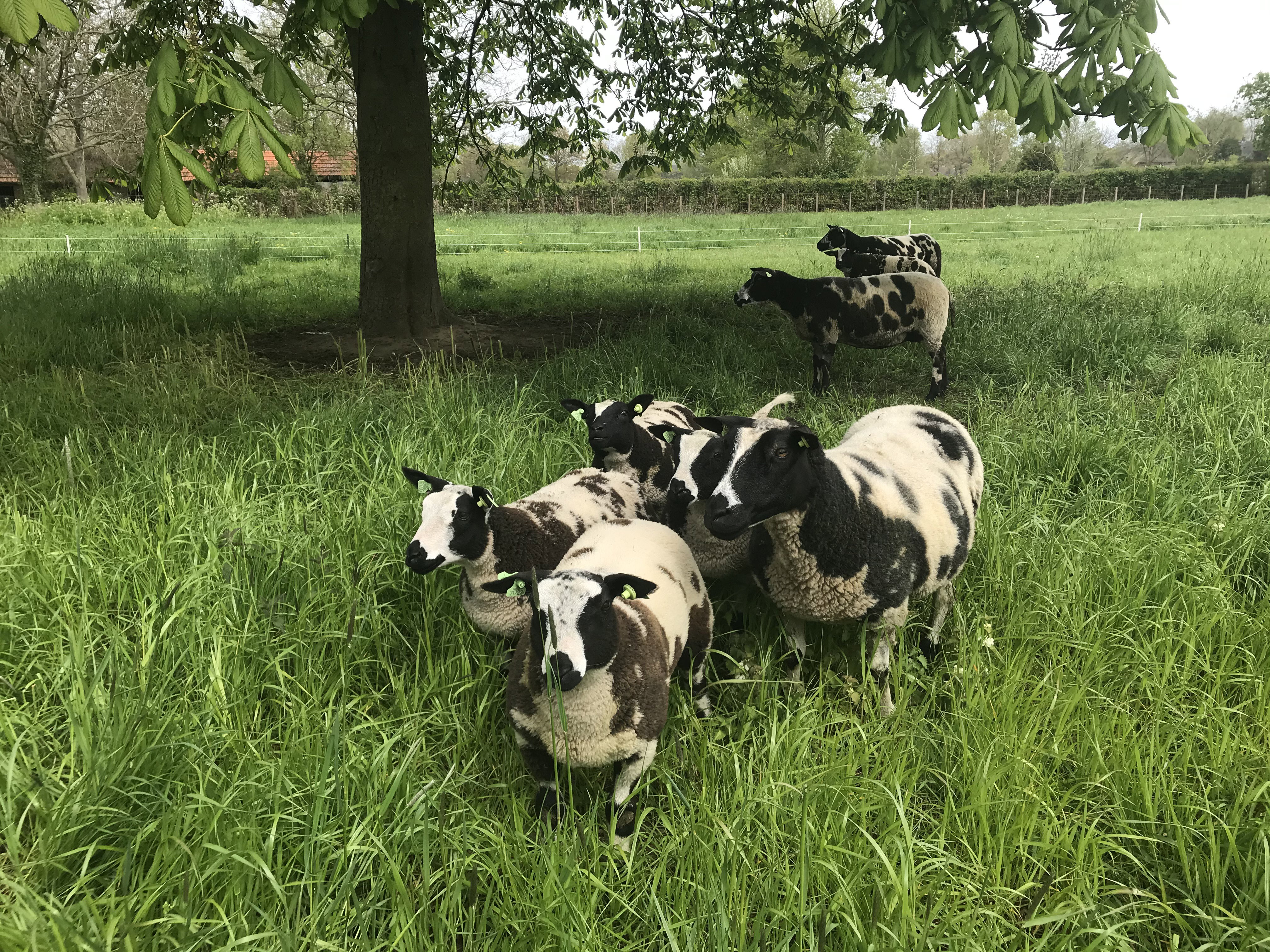 Natuurhuisje in Huisseling
