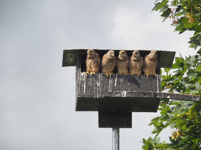 - image: 20