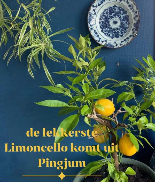- image: 56