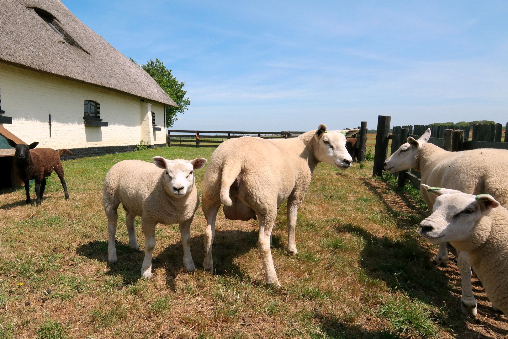 Naturhäuschen in Den Hoorn