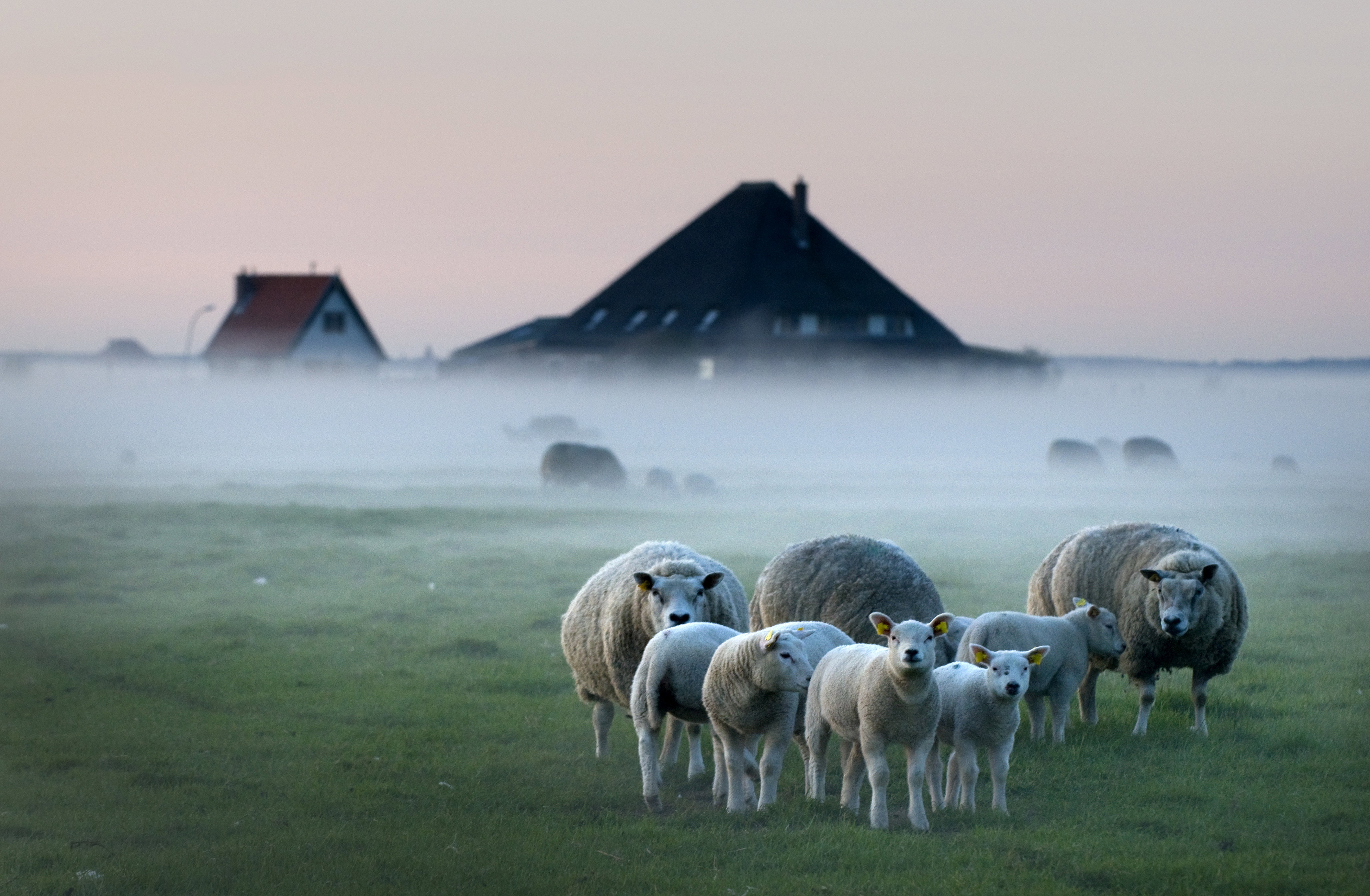 Maison nature à Schoorl