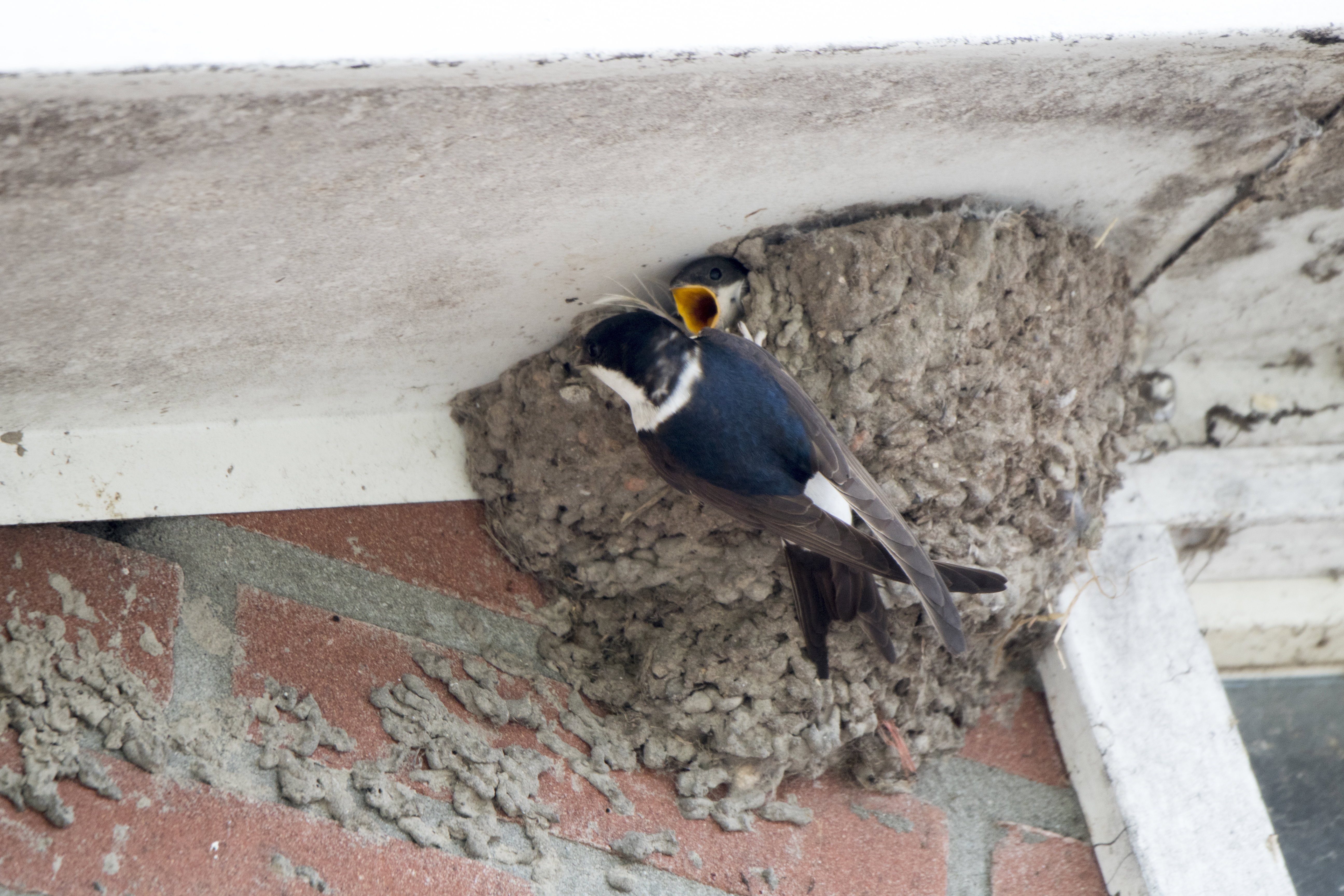 Naturhäuschen in Marle