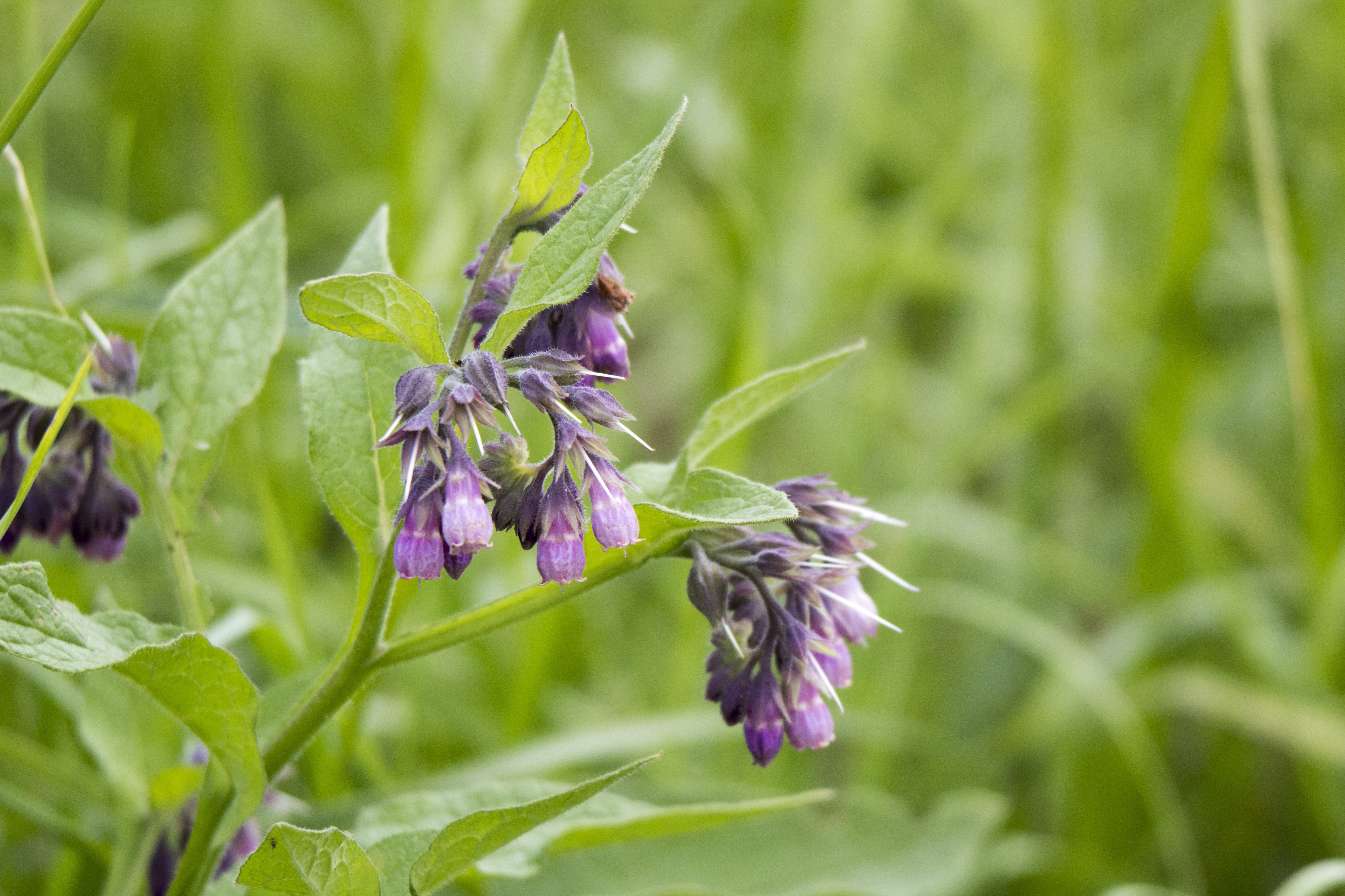 Naturhäuschen in Marle
