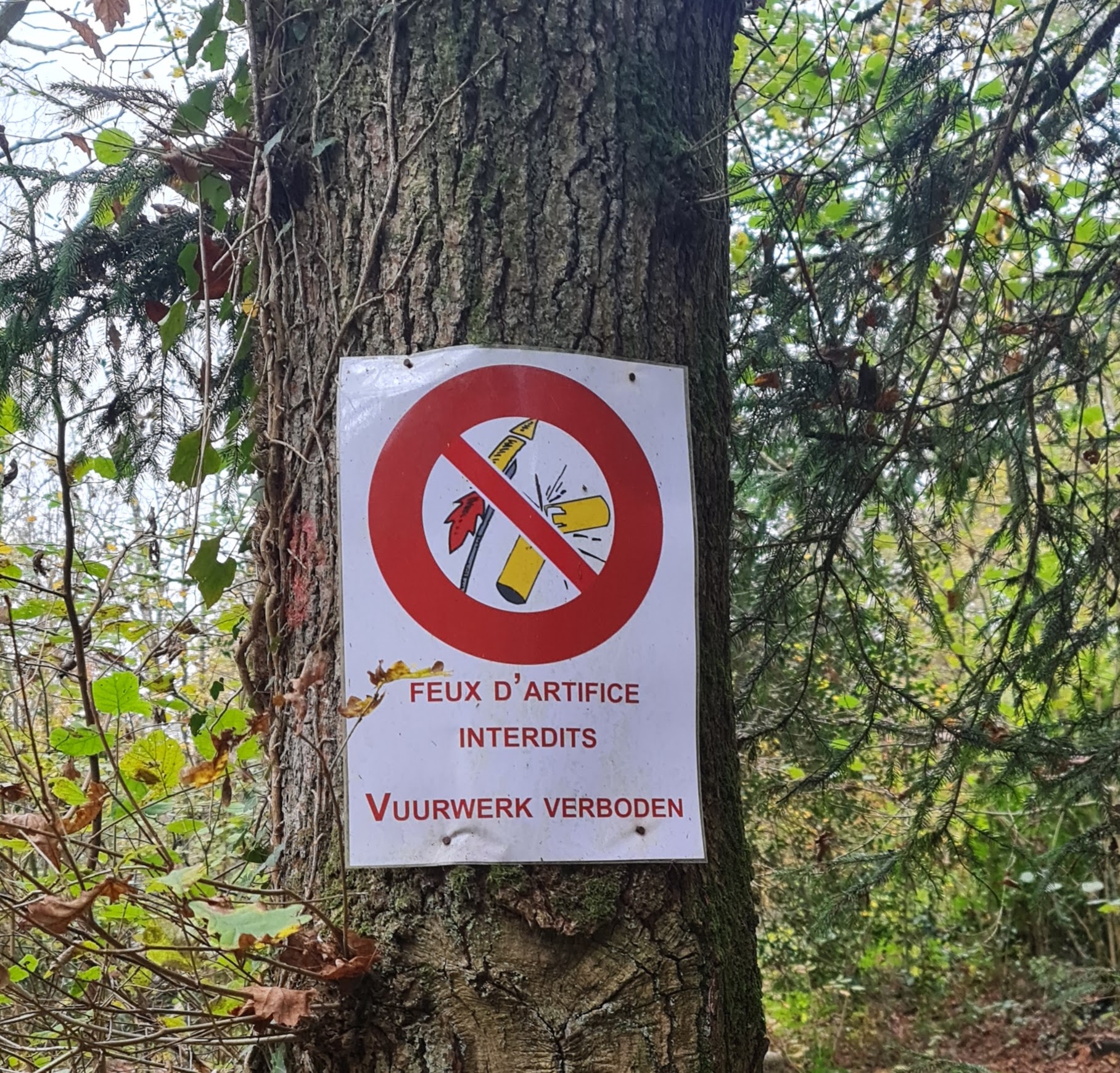 - image: 50