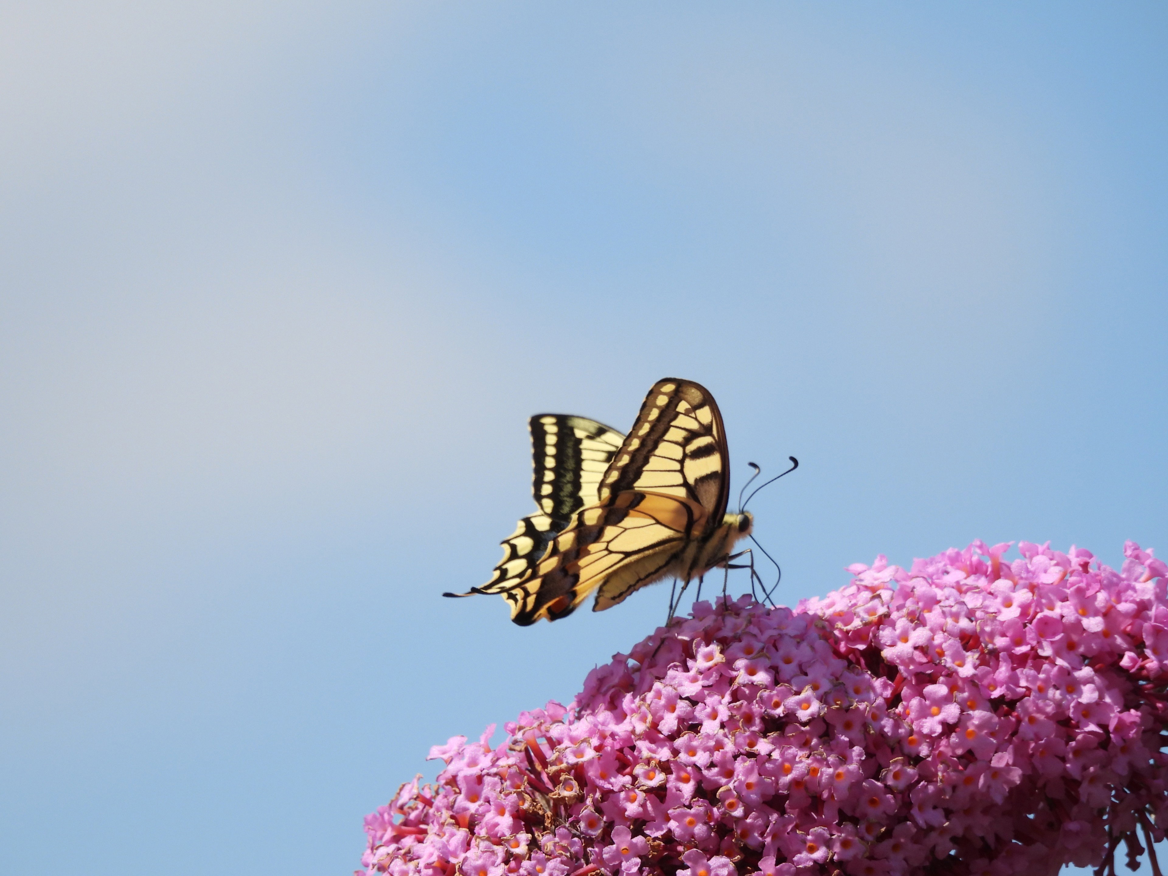 - image: 22