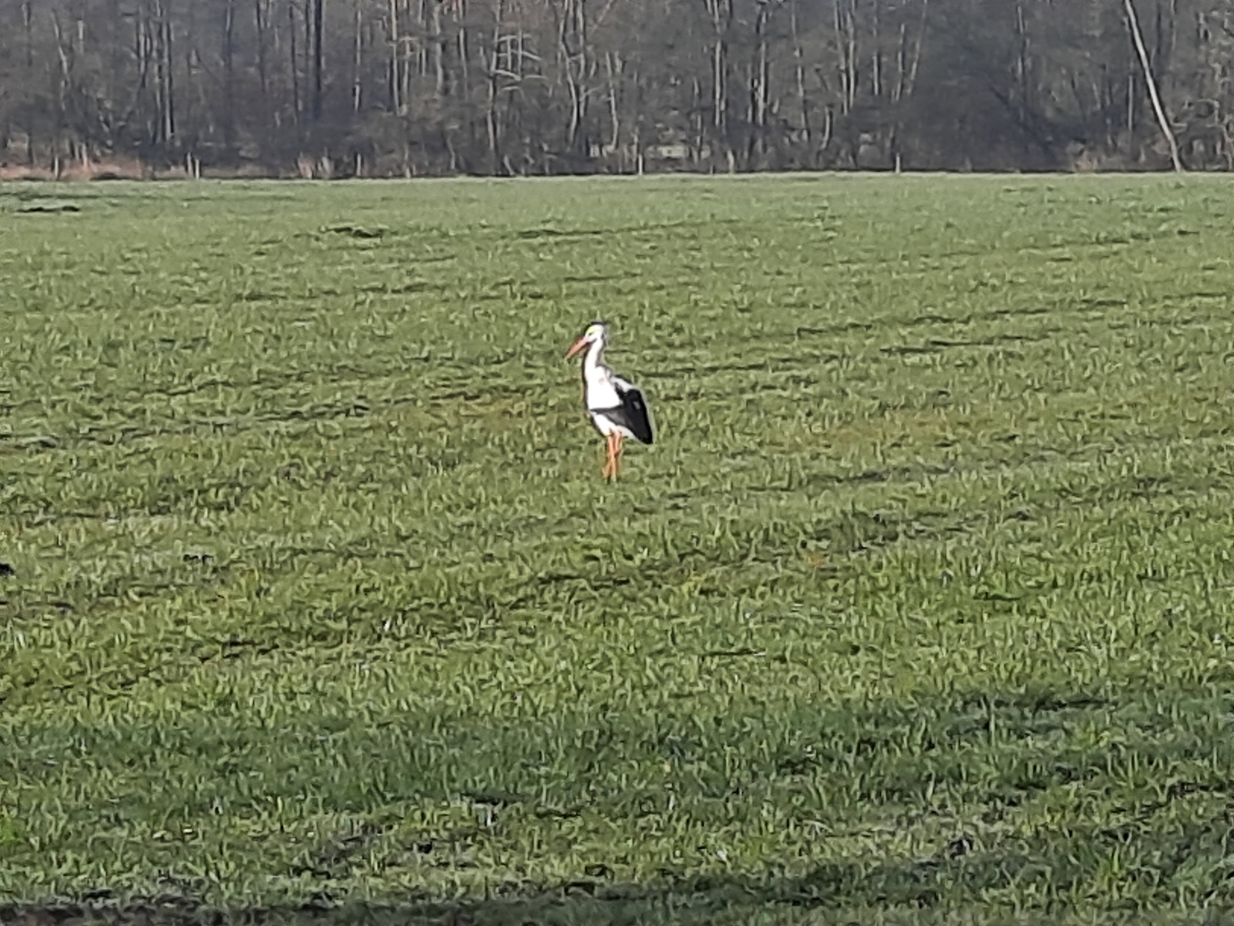 - image: 37