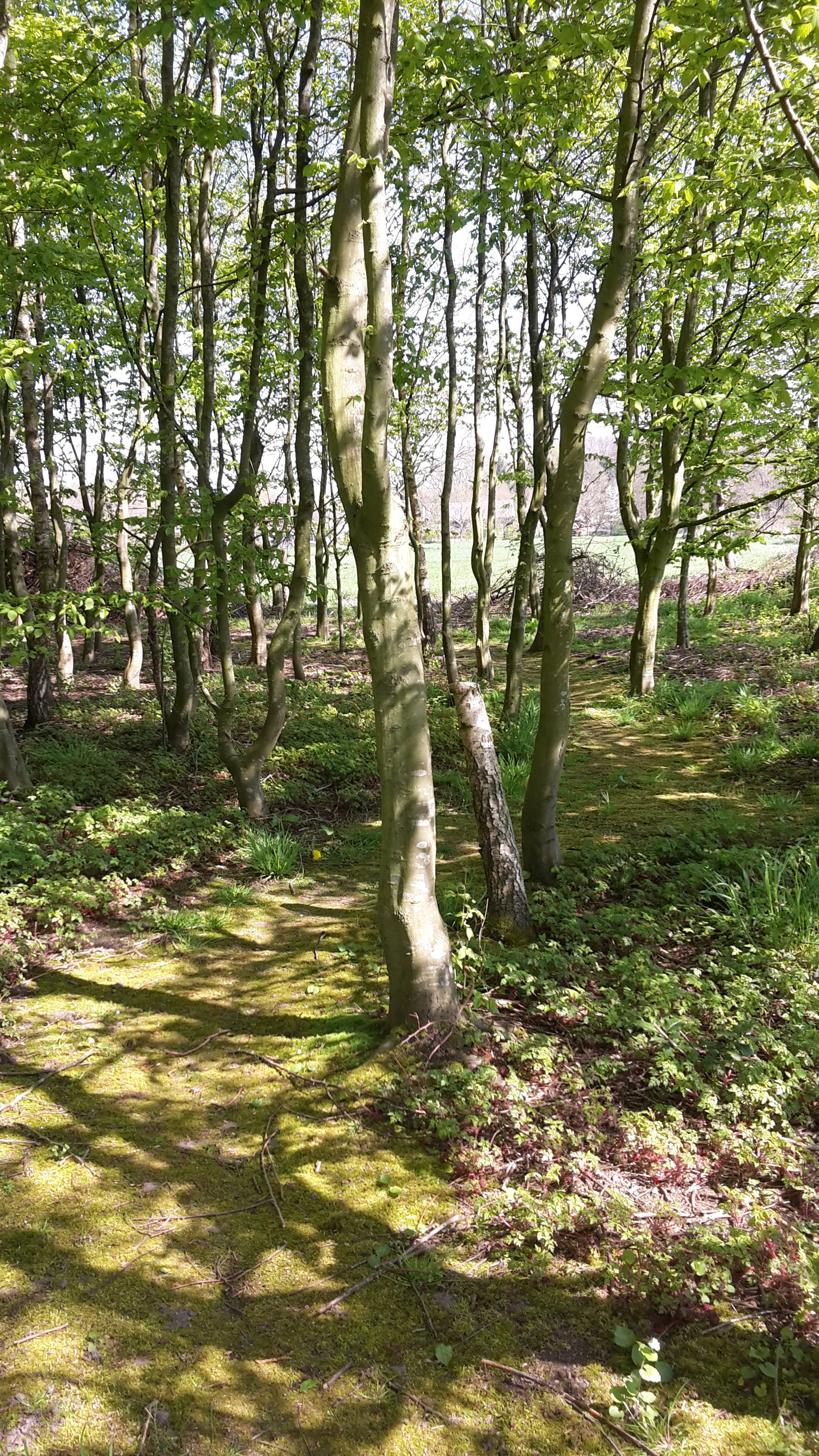 Maison nature à Empe
