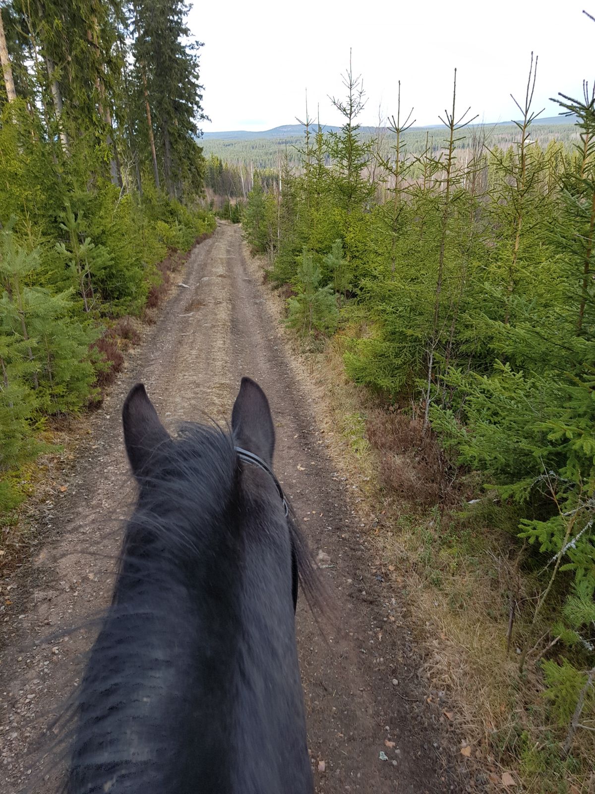 Naturhäuschen in Torsby