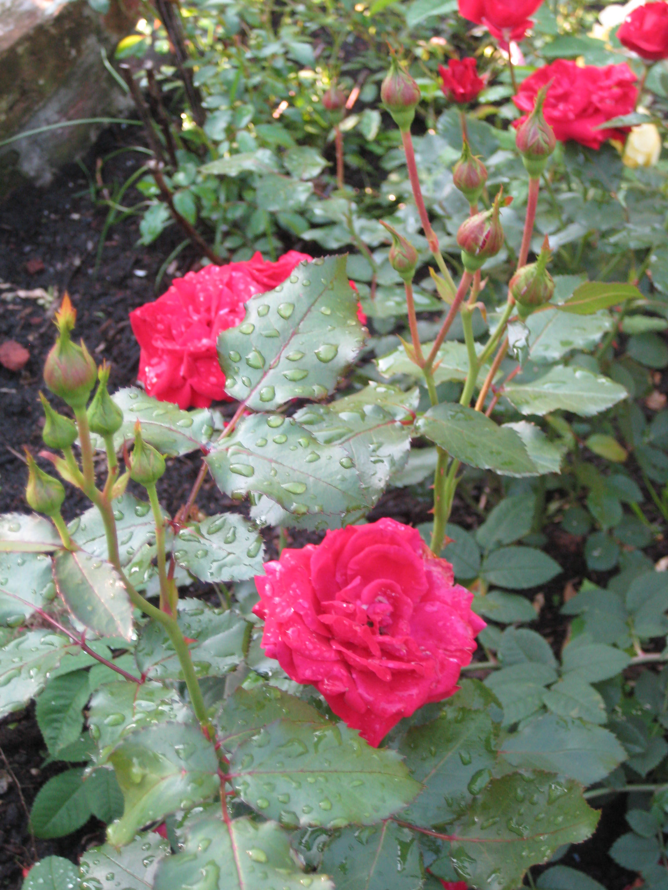 - image: 24