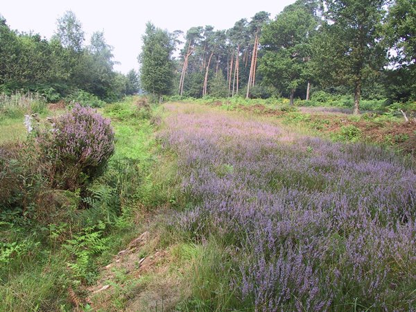 - image: 13