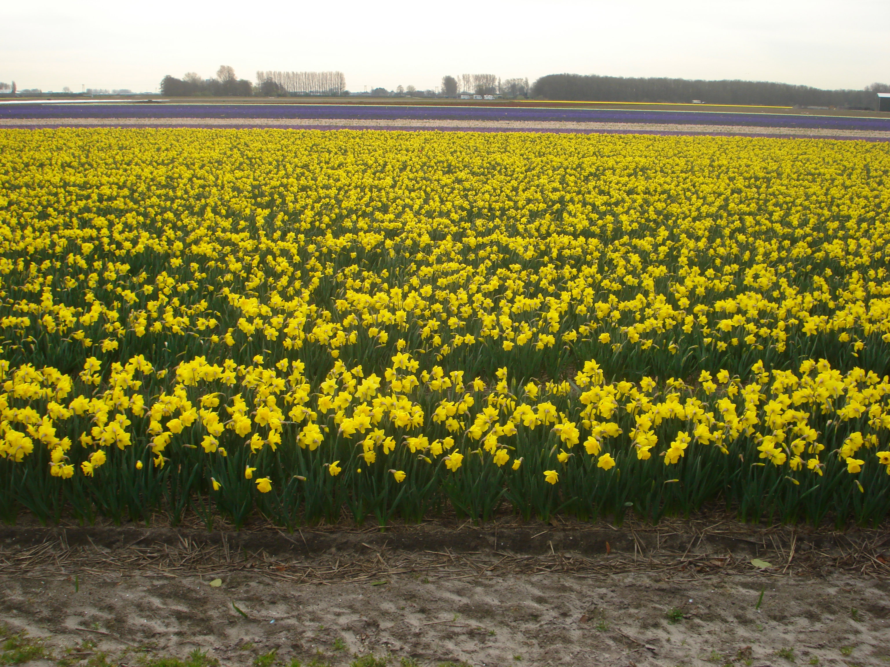 - image: 1