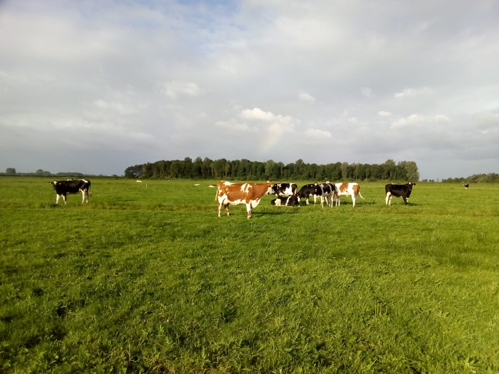 Naturhäuschen in Streefkerk