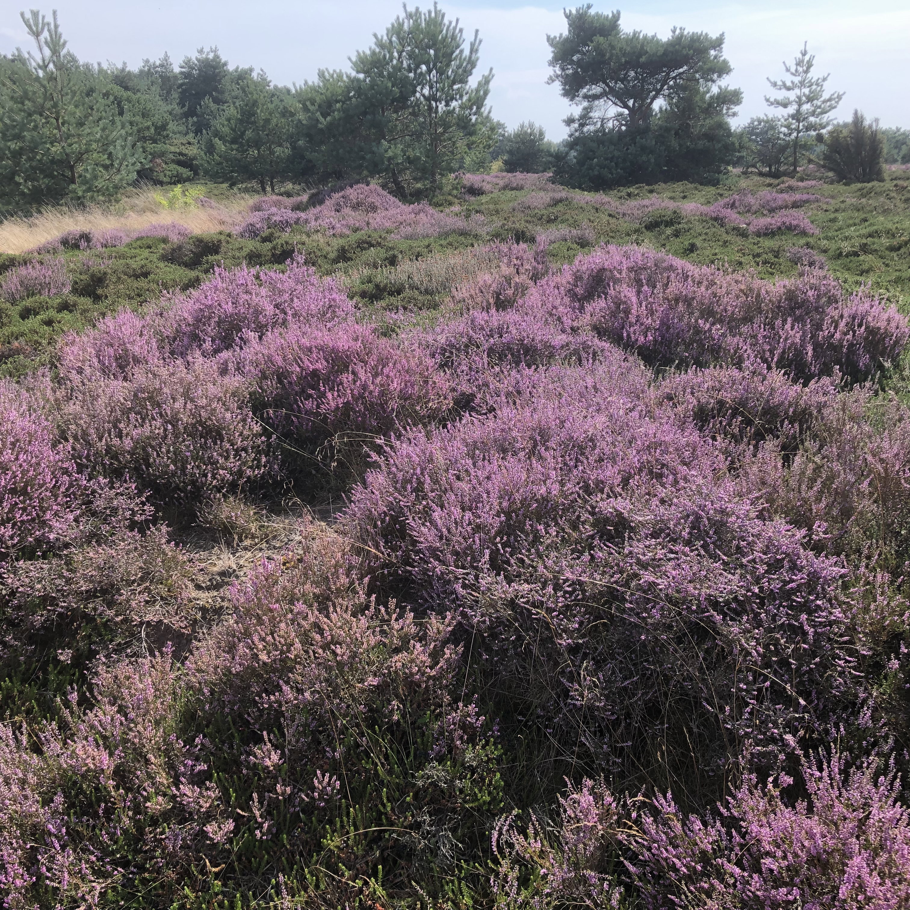 Natuurhuisje in Ruinen