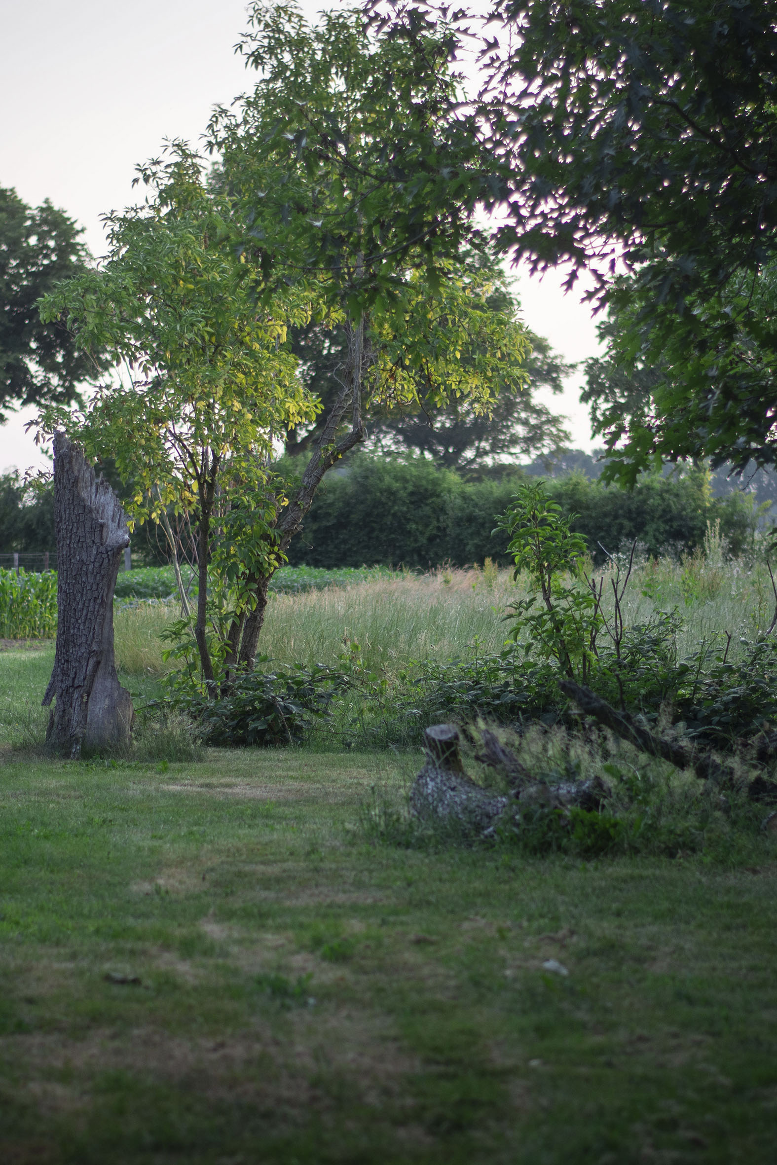 - image: 11