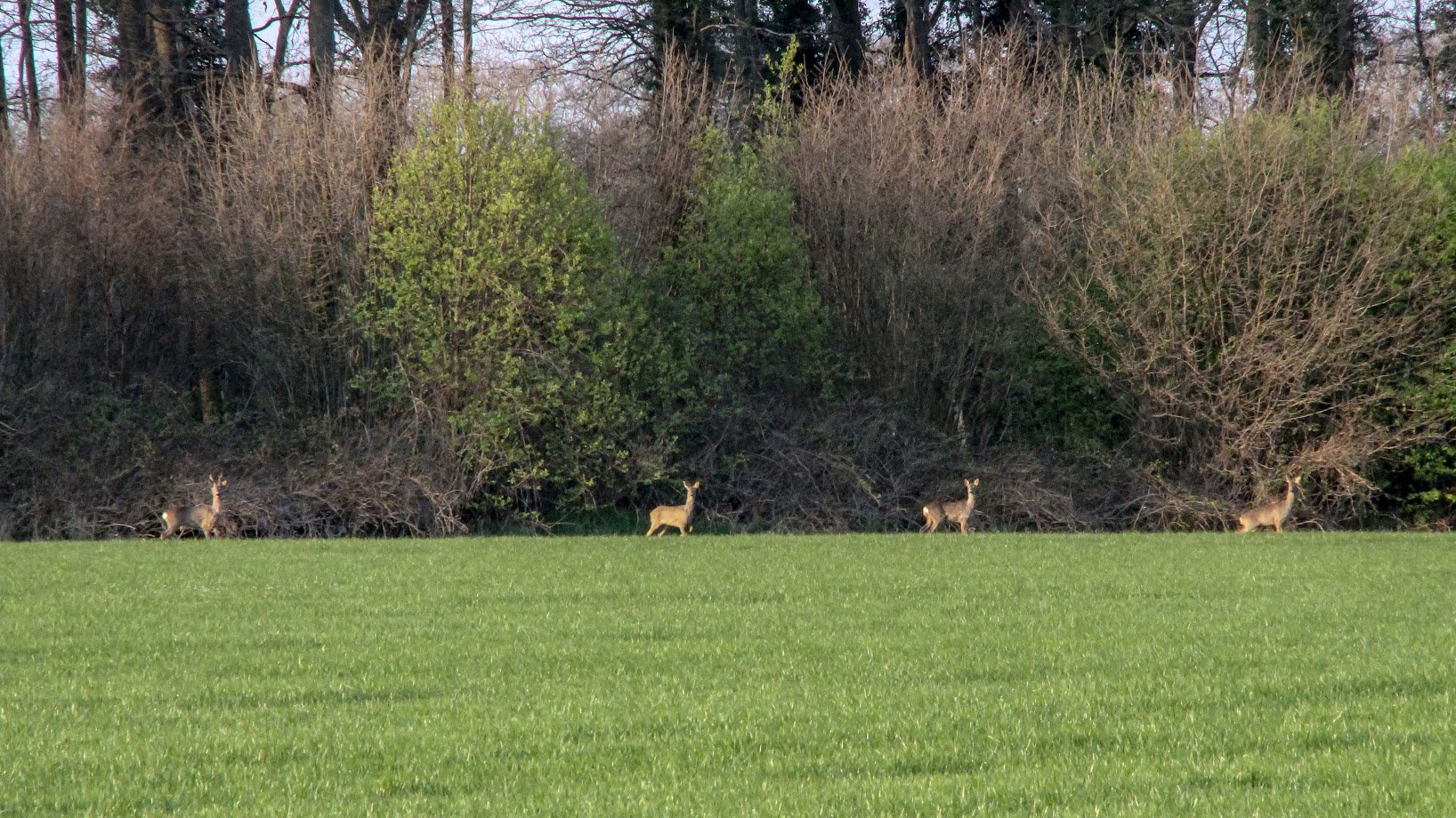 Naturhäuschen in Bornerbroek