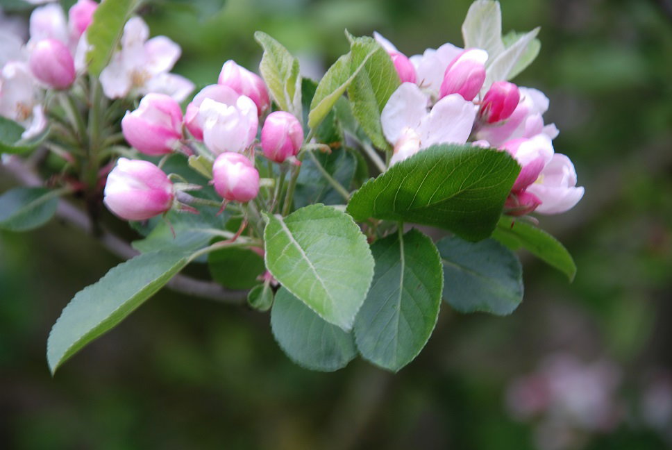 Naturhäuschen in Vledderveen