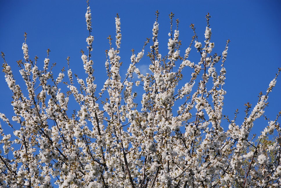 Naturhäuschen in Vledderveen