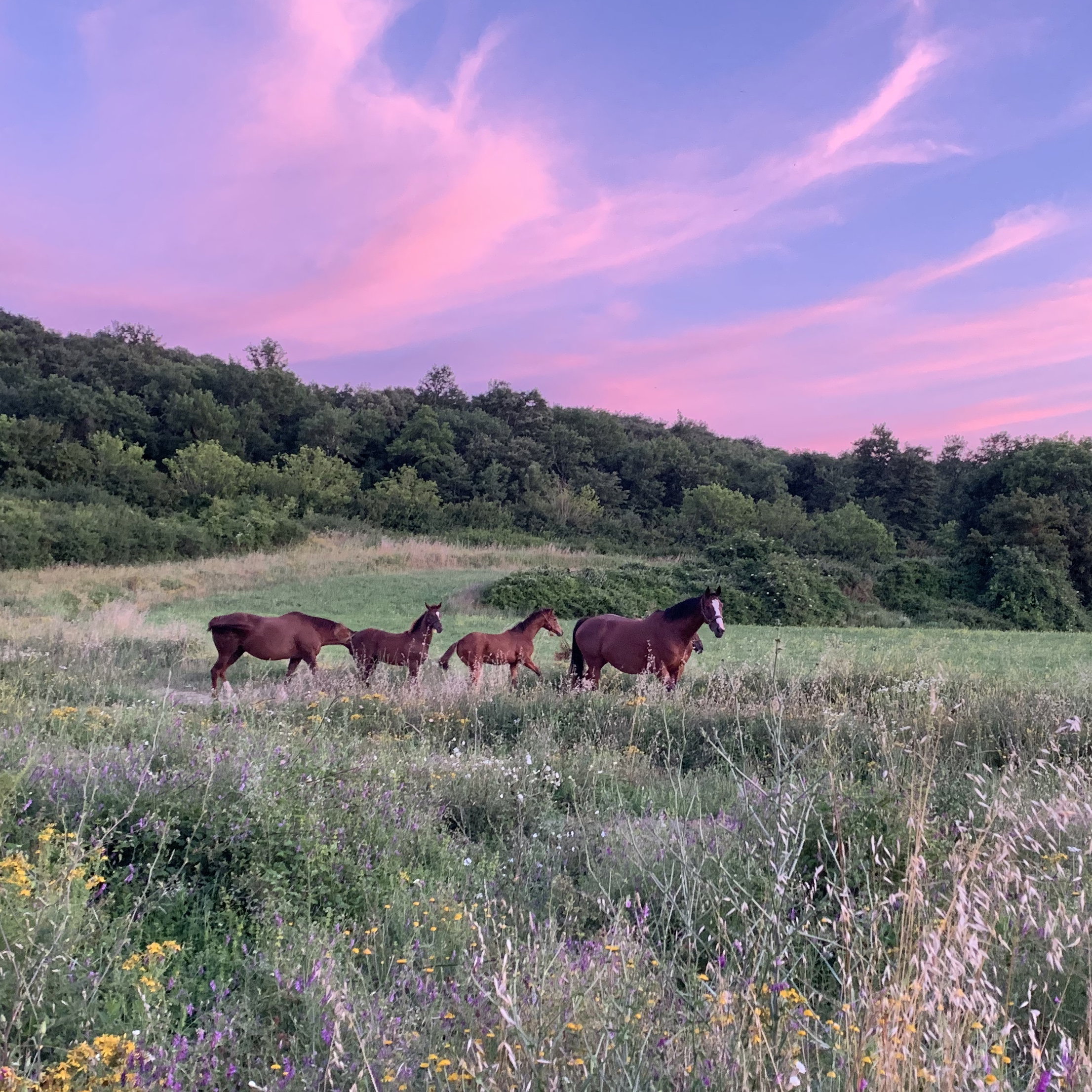 Naturhäuschen in Podere Capannacce