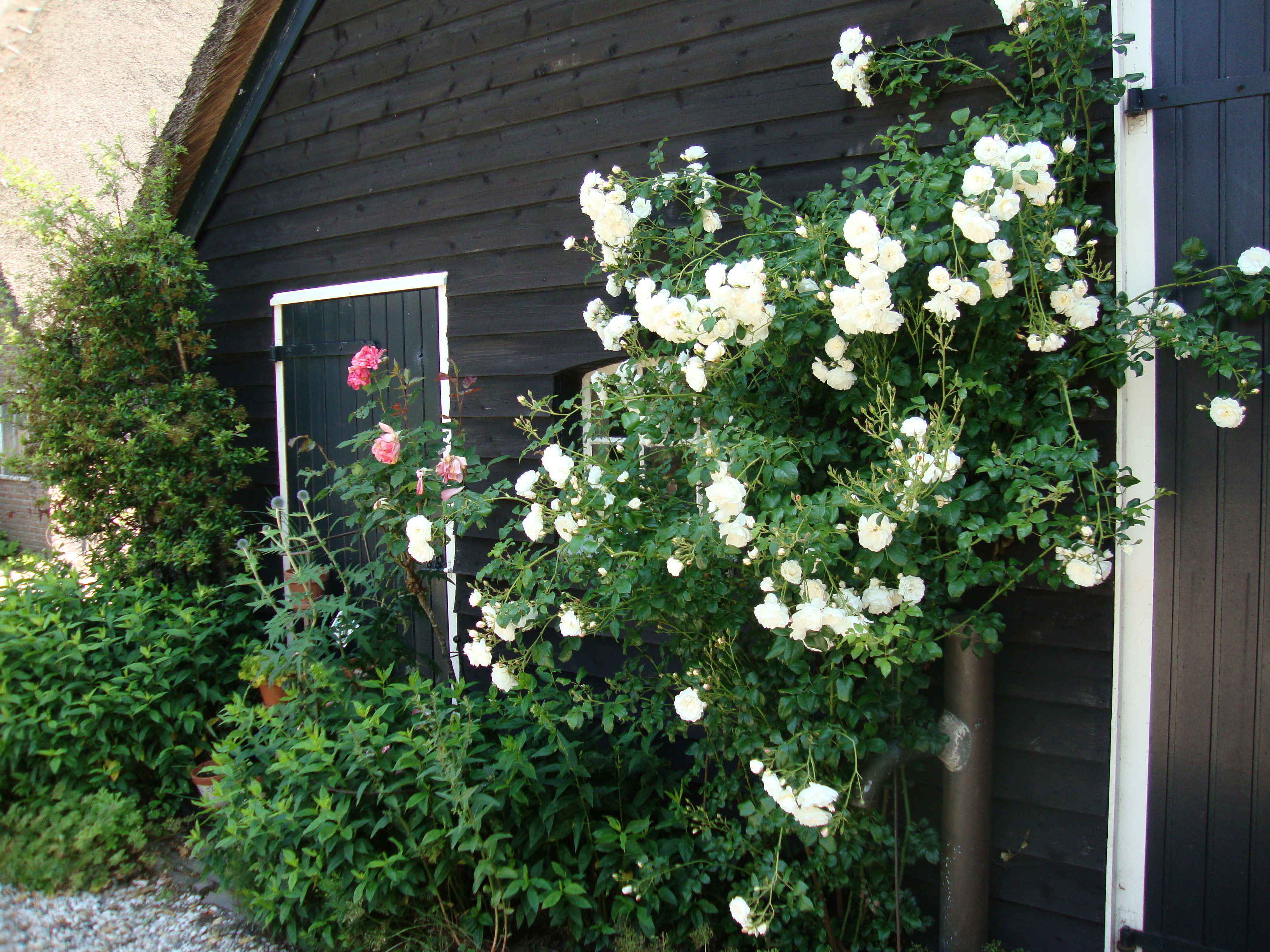 - image: 16