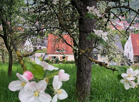 Natuurhuisje in Dalhausen