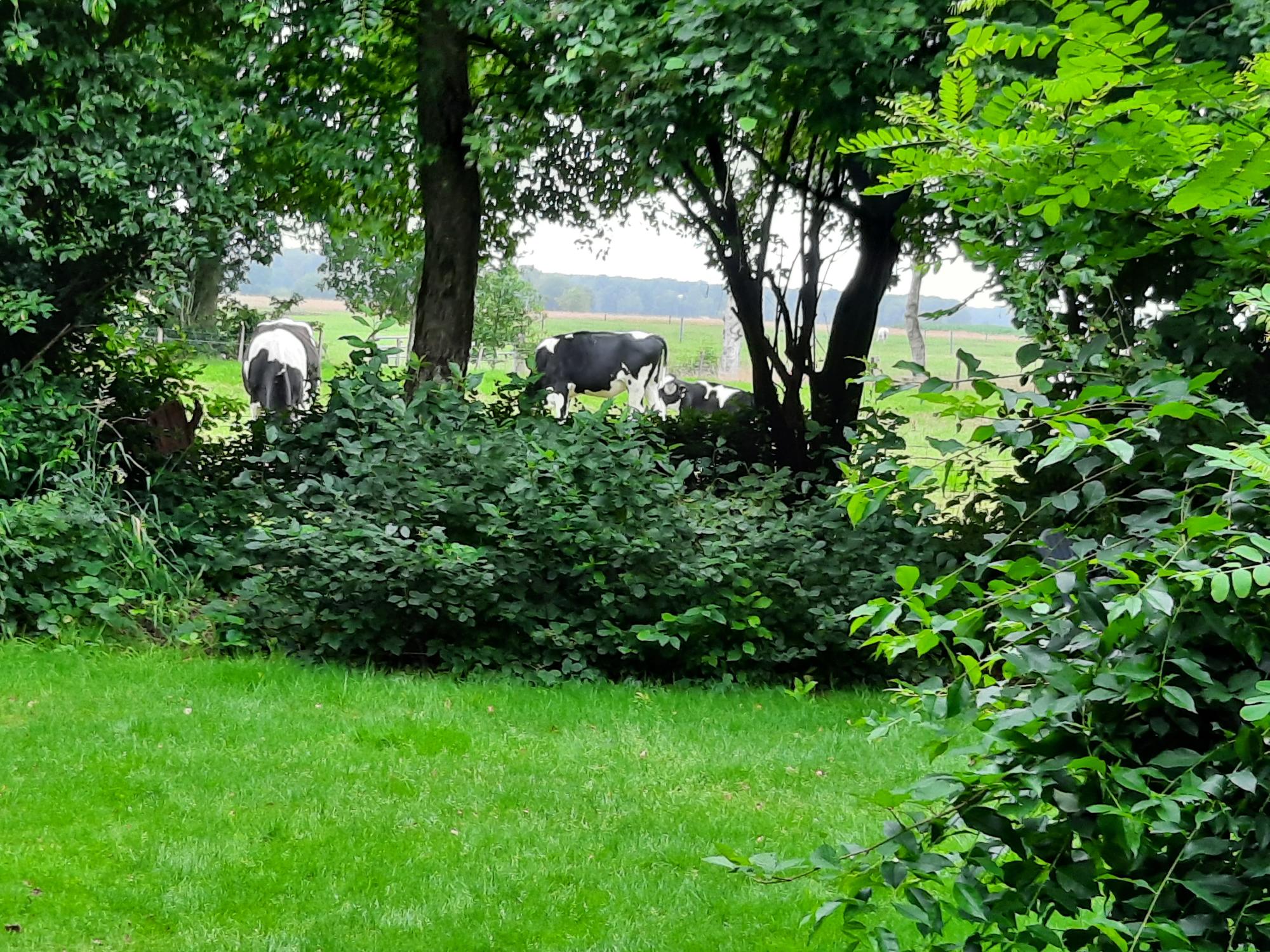 Natuurhuisje in Dwingeloo