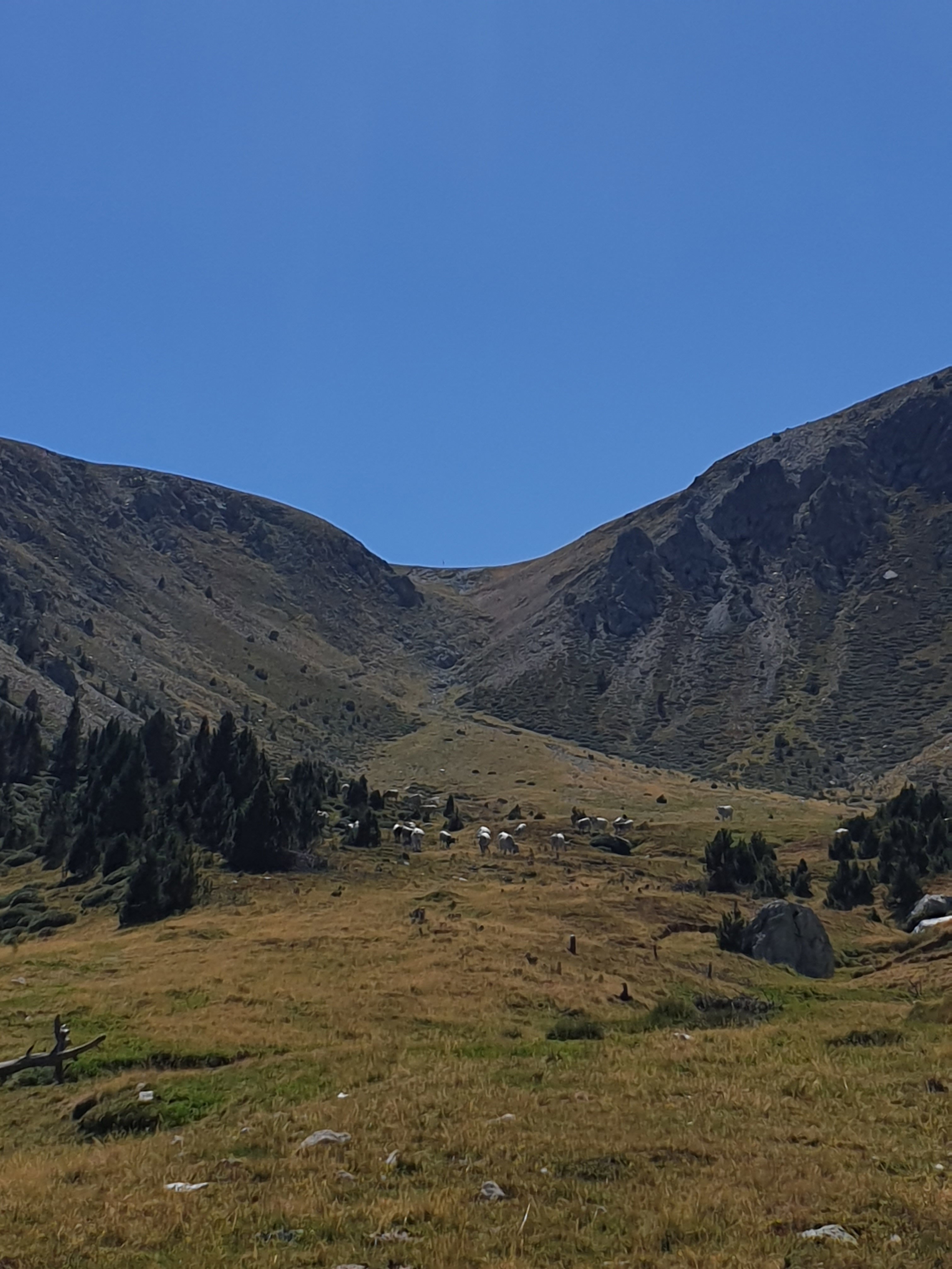 - image: 15