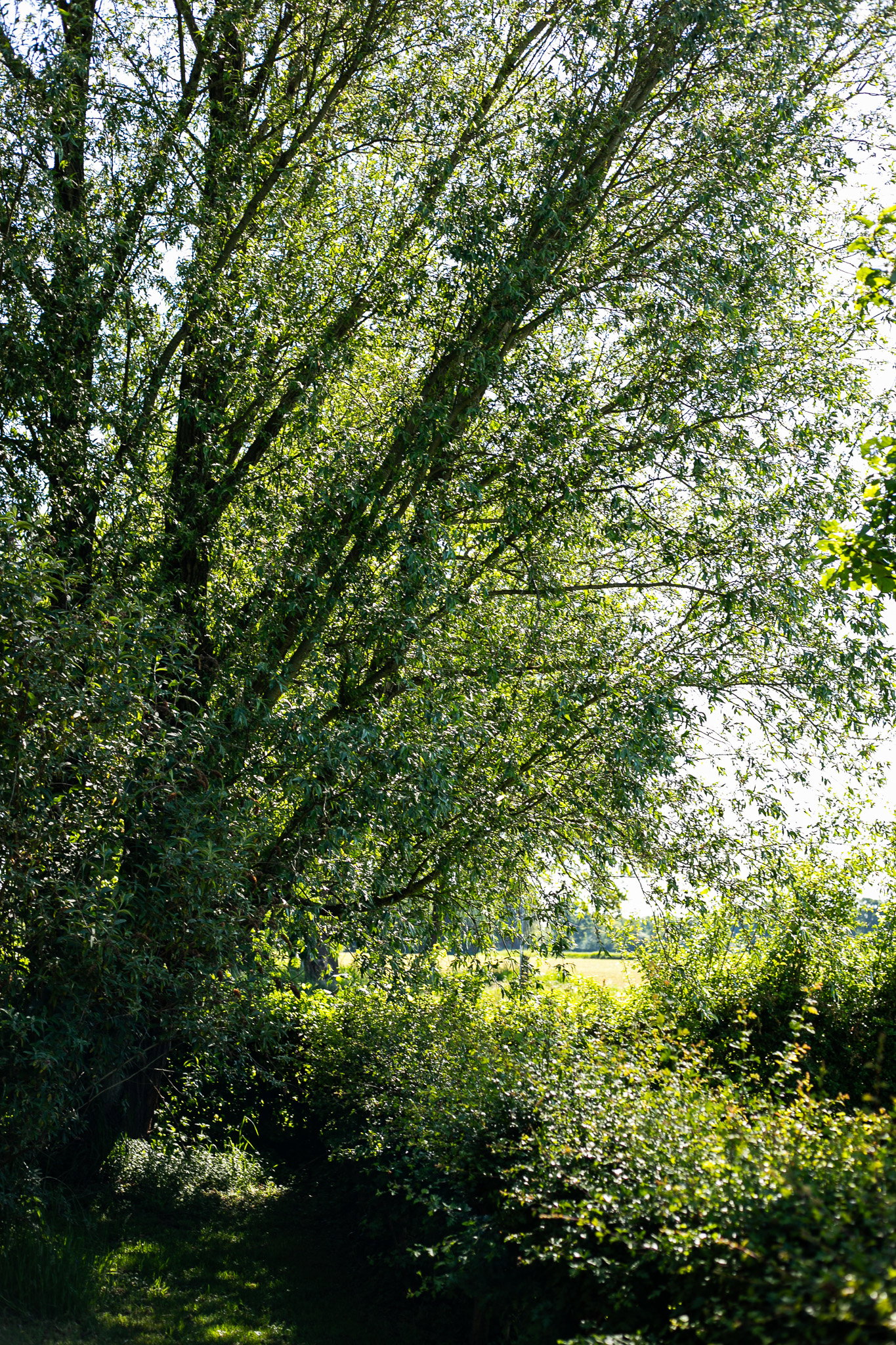 - image: 22