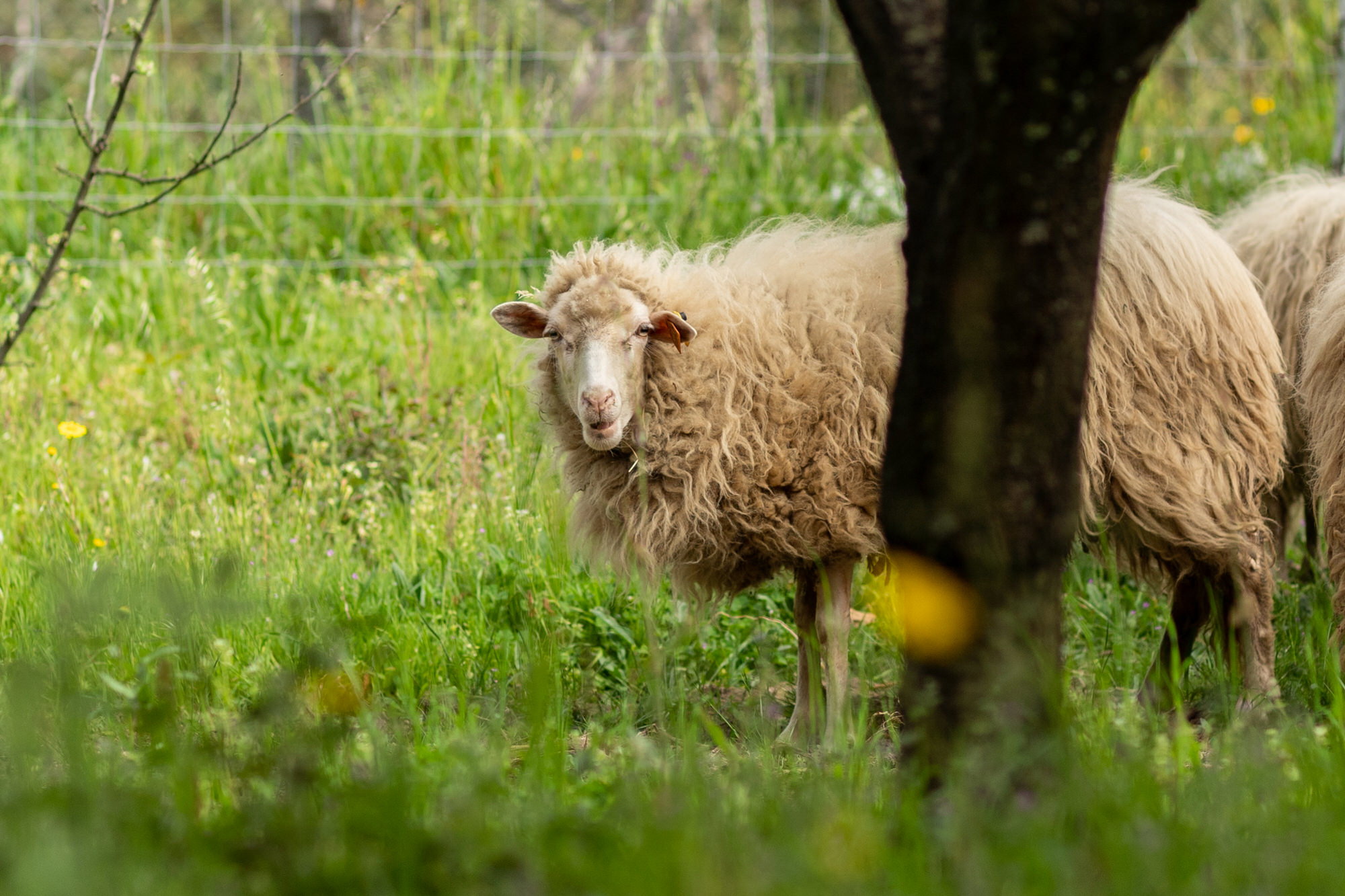 Naturhäuschen in Vale de Bouro
