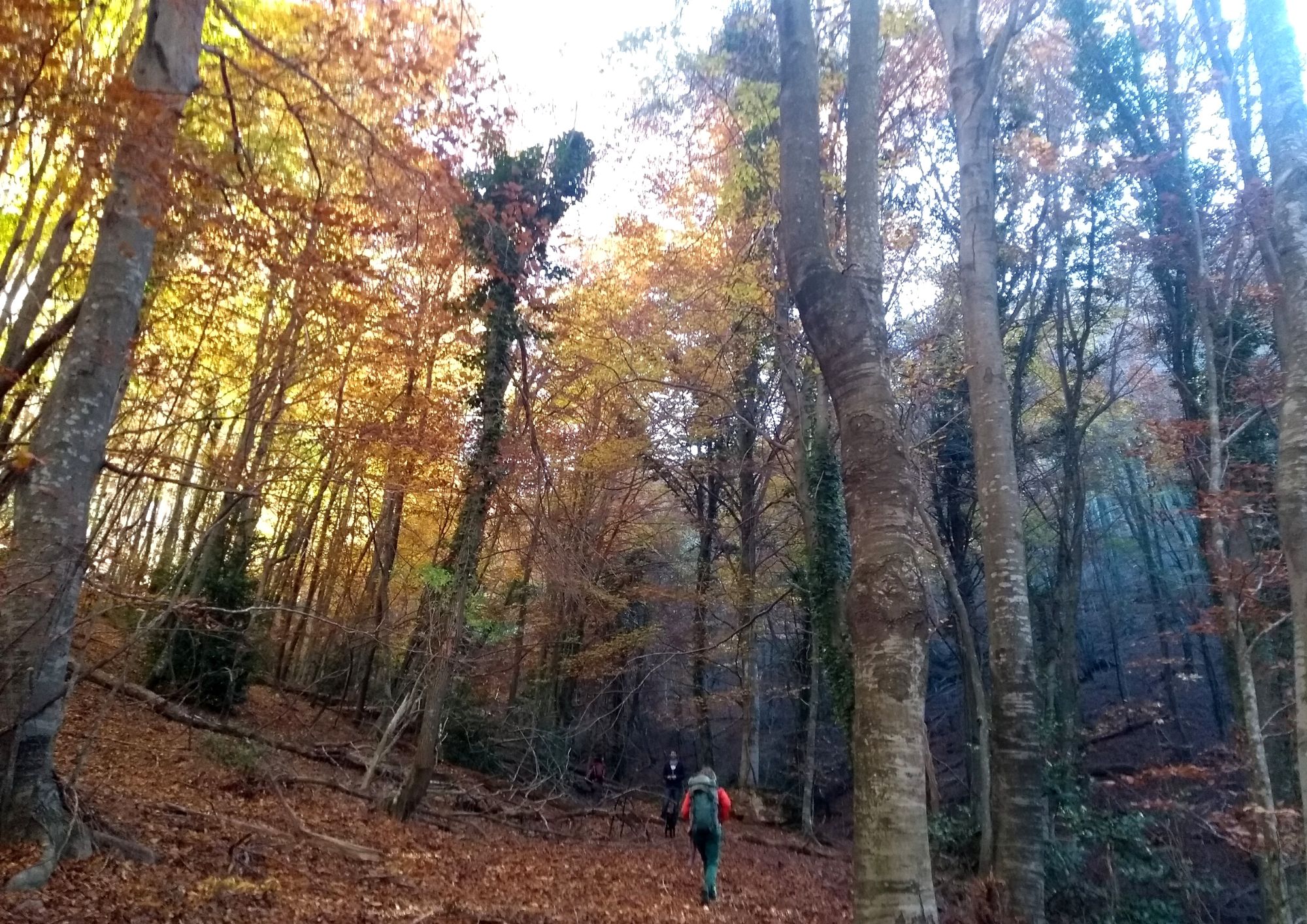 Nature house in Mieres