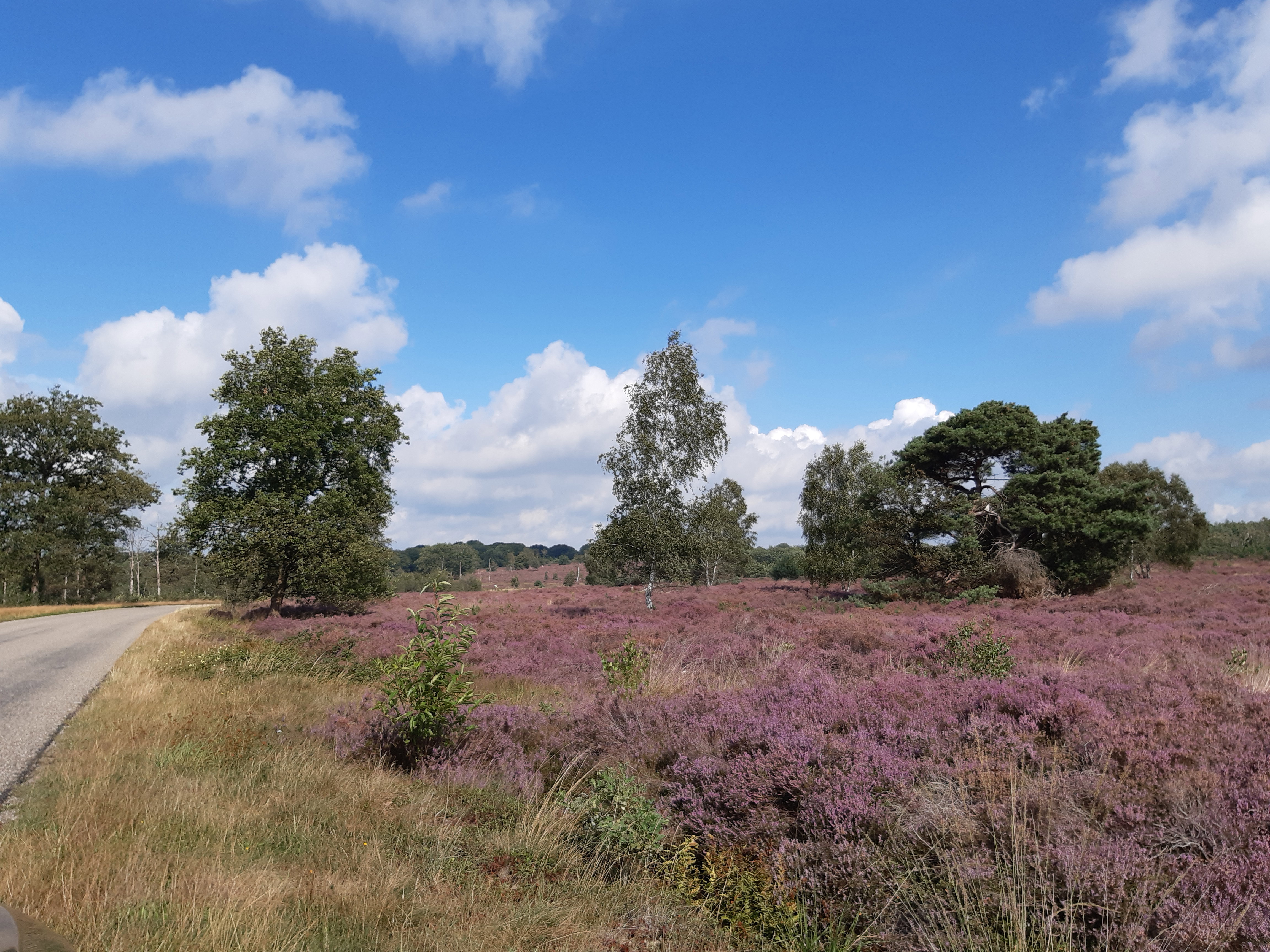 Natuurhuisje in Holten