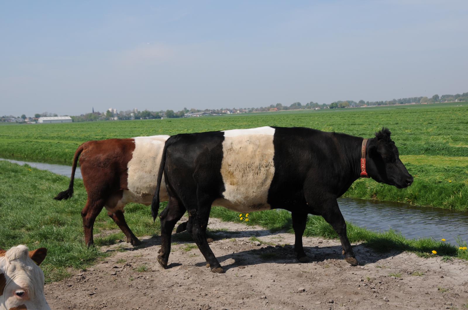 Natuurhuisje in Leimuiden
