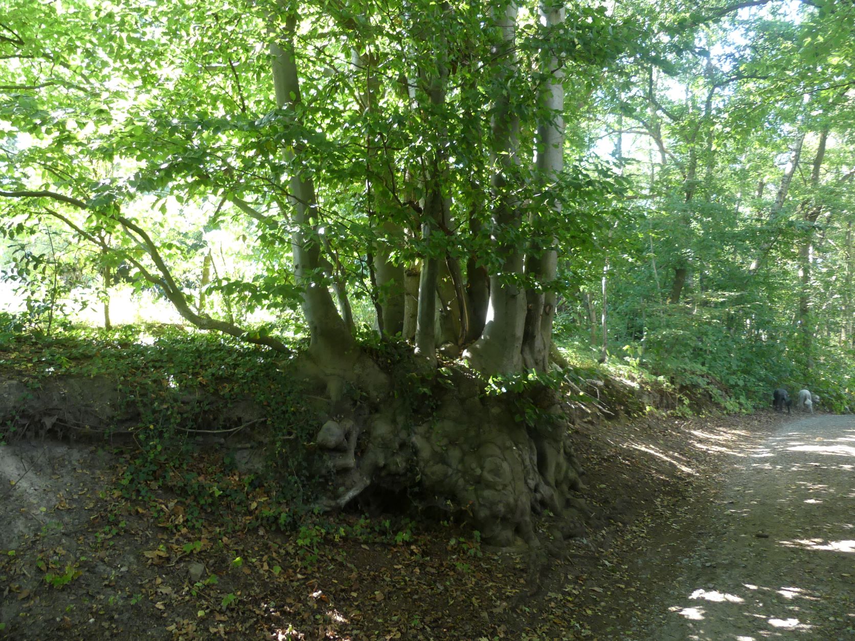 - image: 26