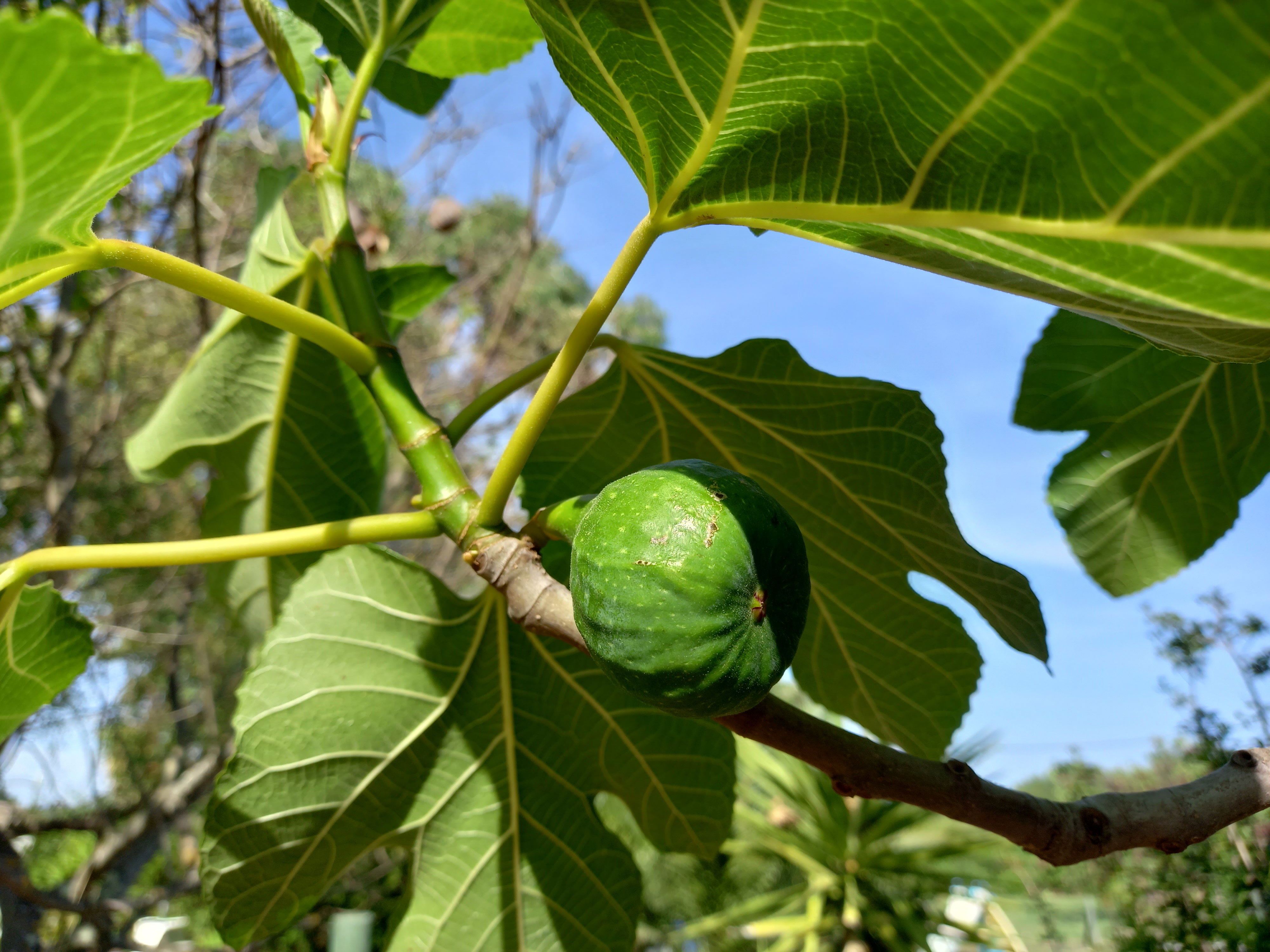 Naturhäuschen in Moncarapacho