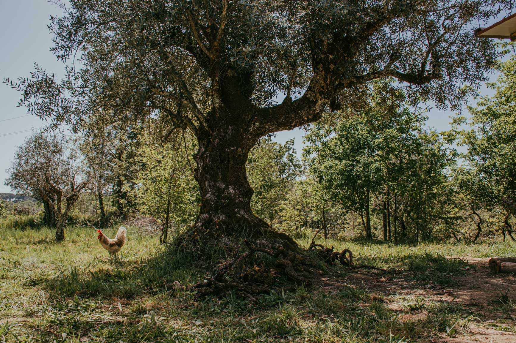 Natuurhuisje in carregal do sal