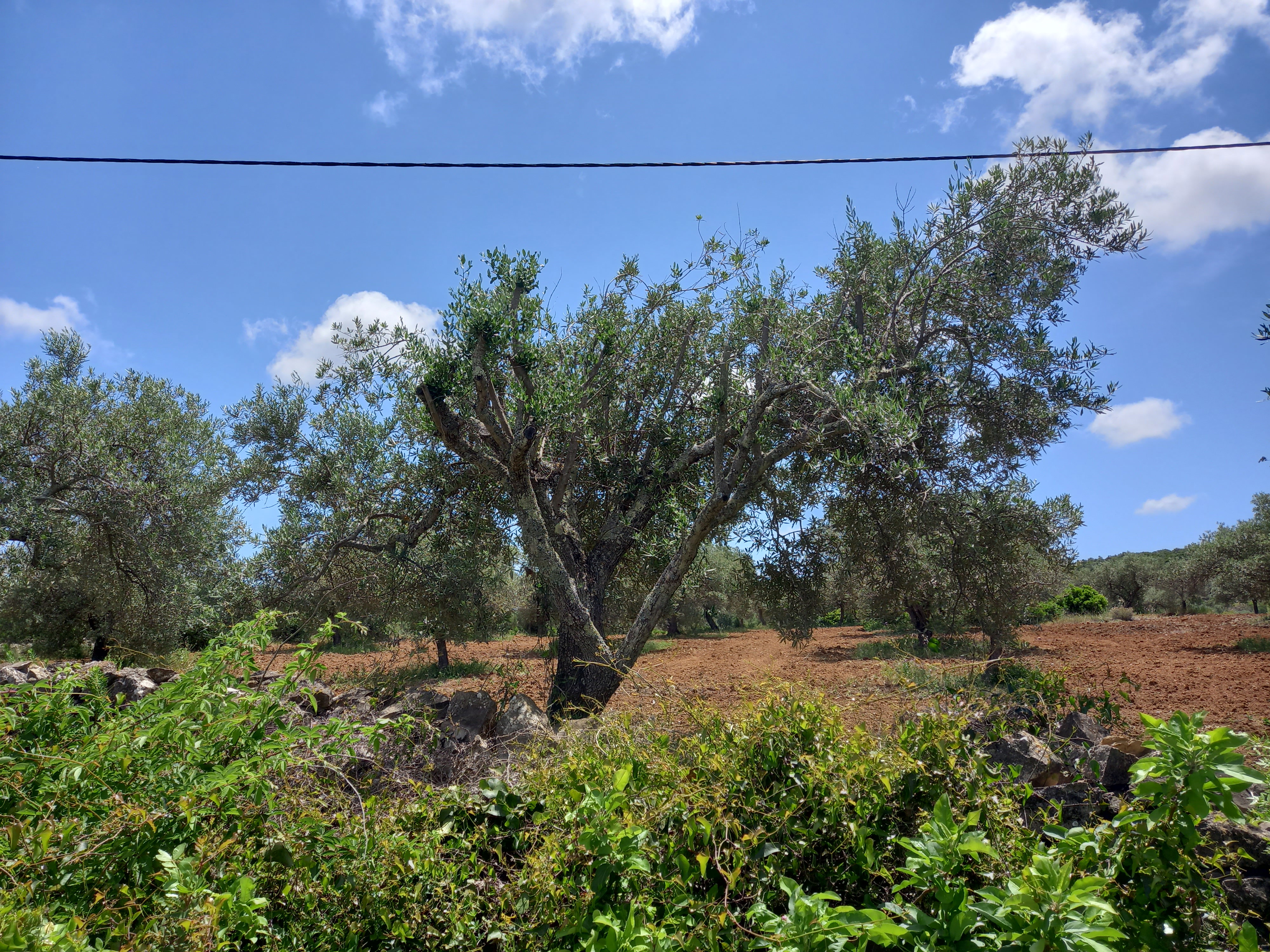 Natuurhuisje in Moncarapacho