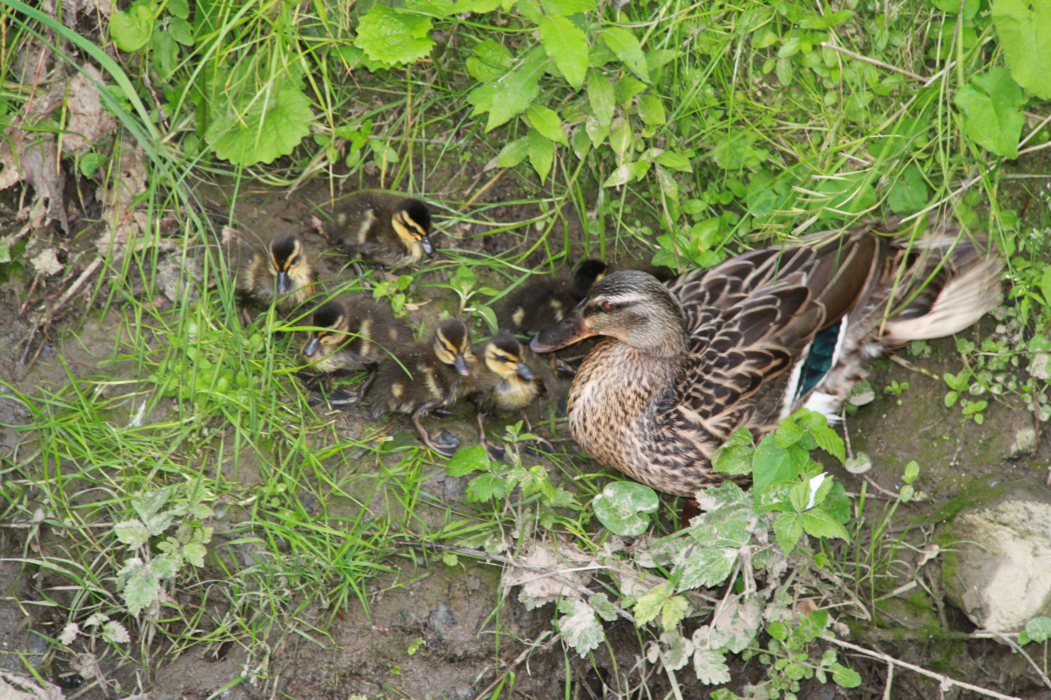 Naturhäuschen in Grimbergen