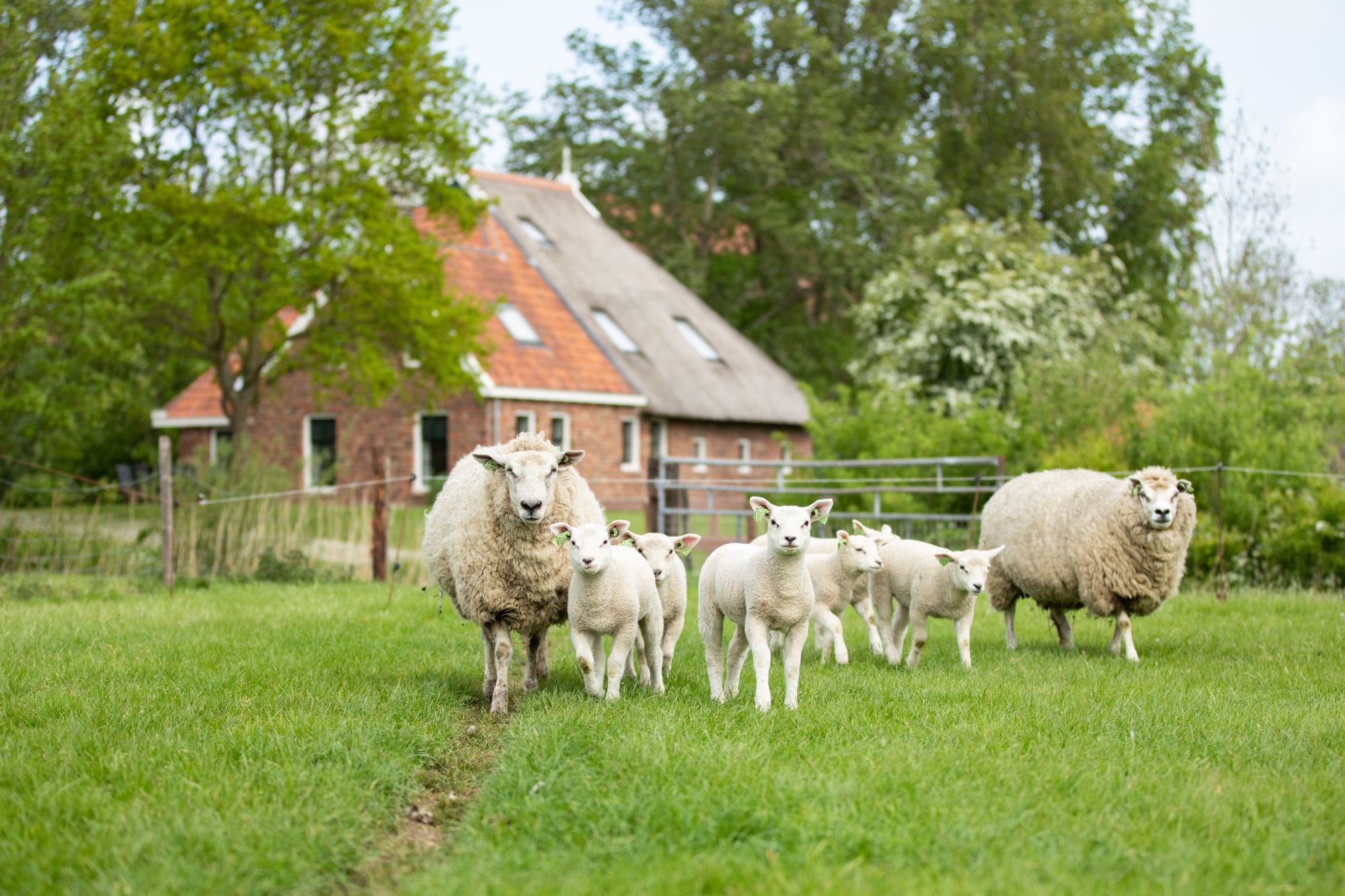 Natuurhuisje in Engwierum