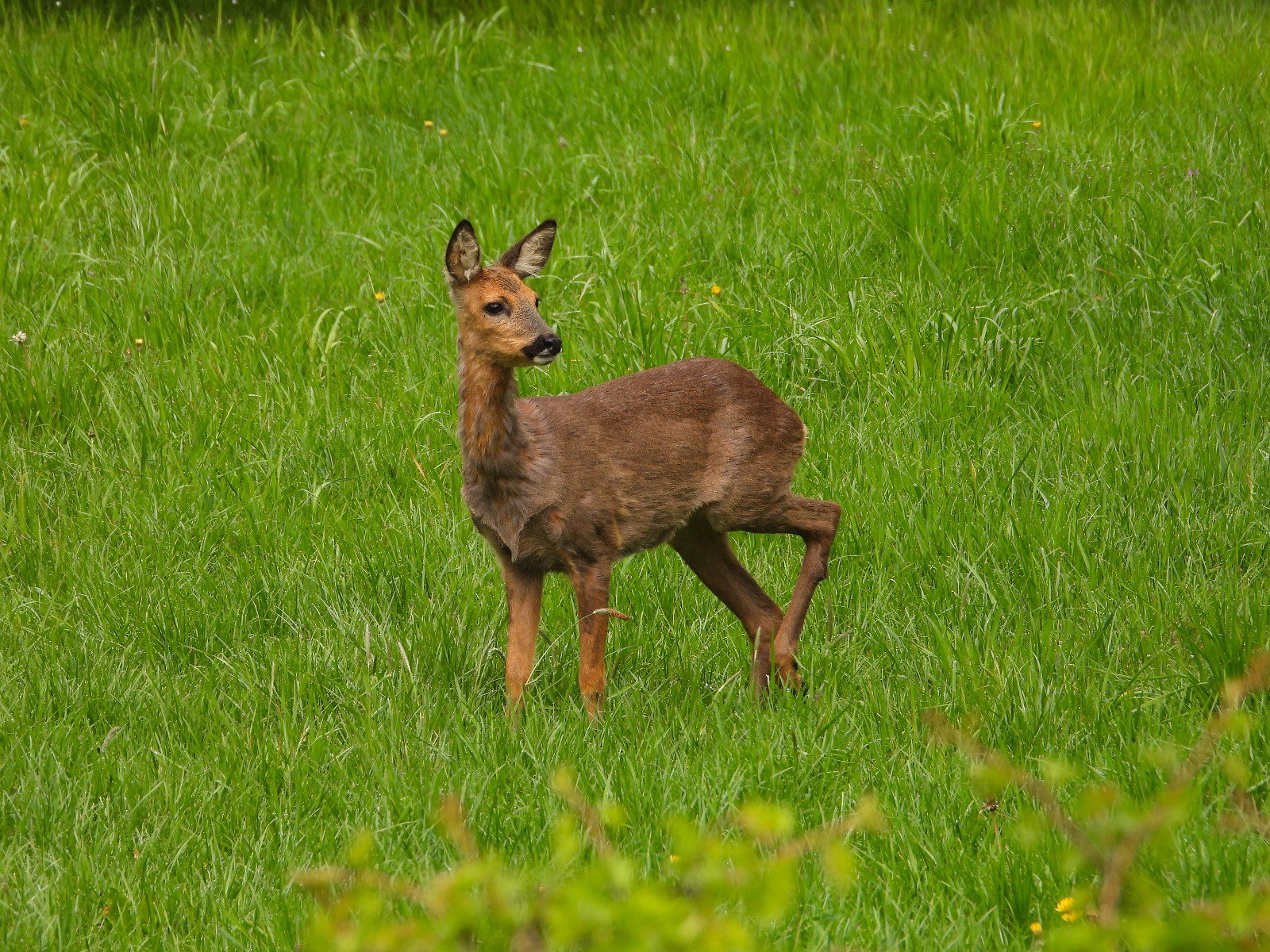 Natuurhuisje in Loenen