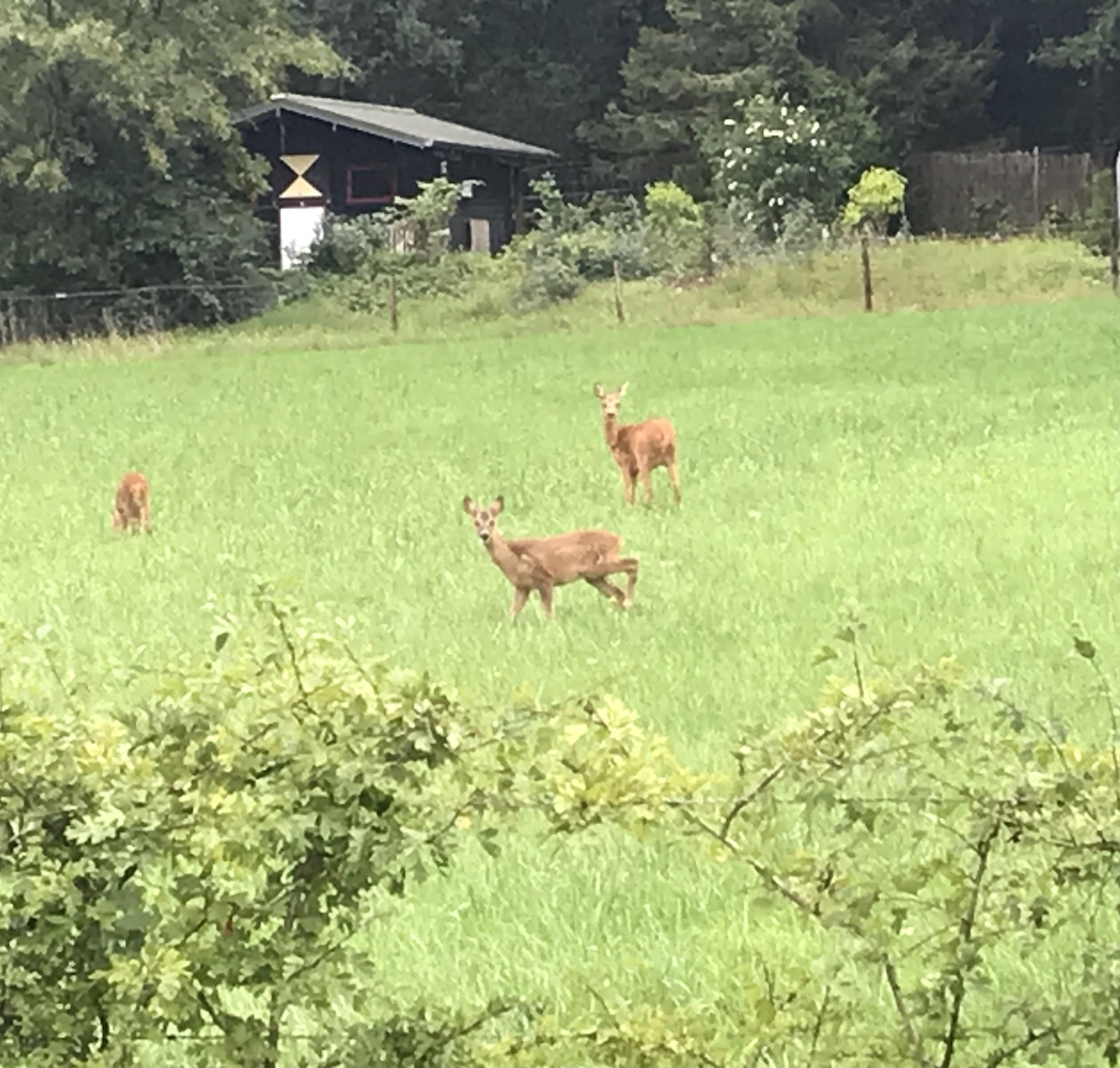 Naturhäuschen in Loenen