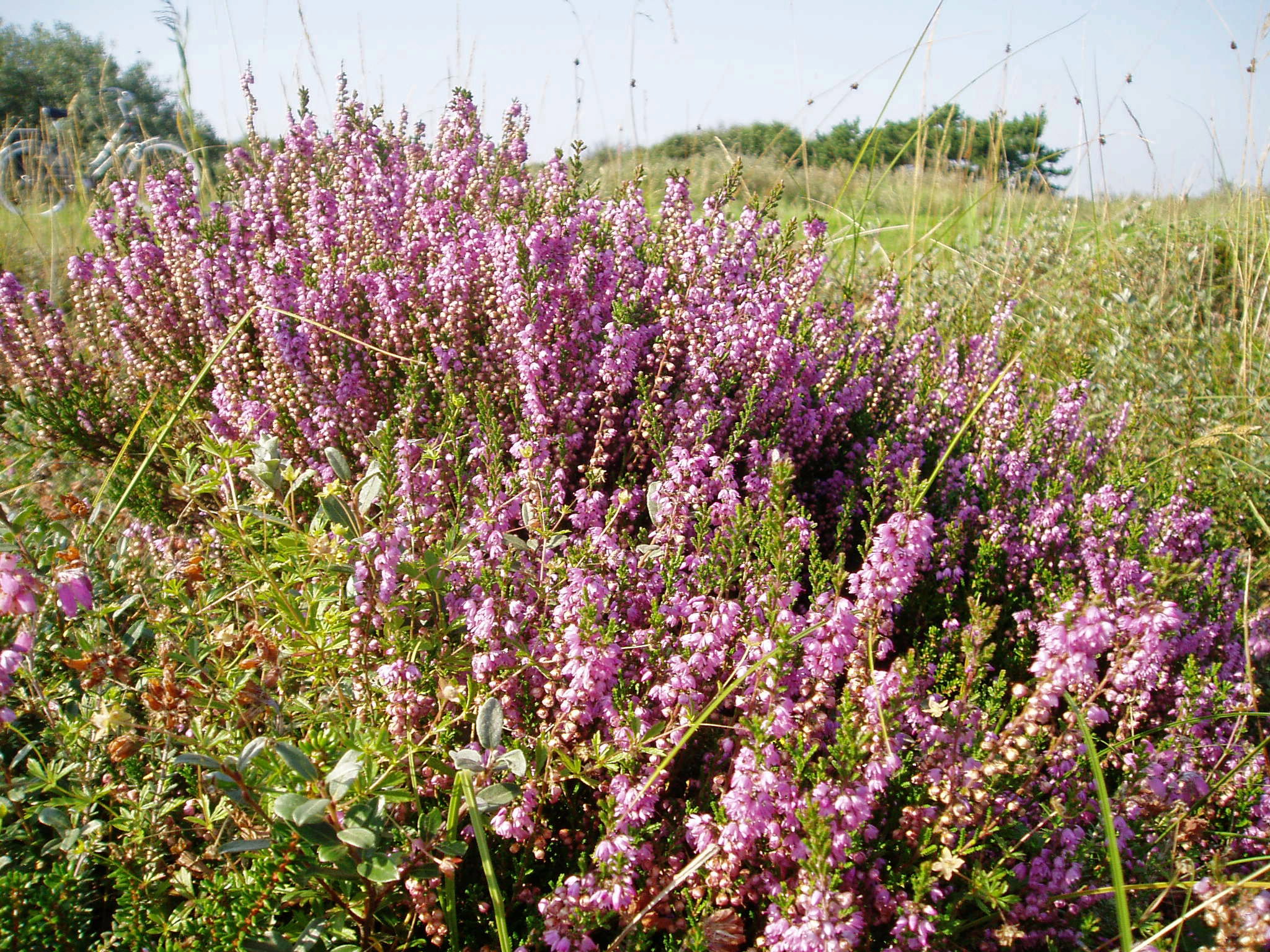 - image: 11