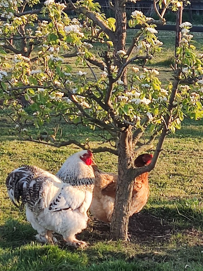 Maison nature à Noordgouwe
