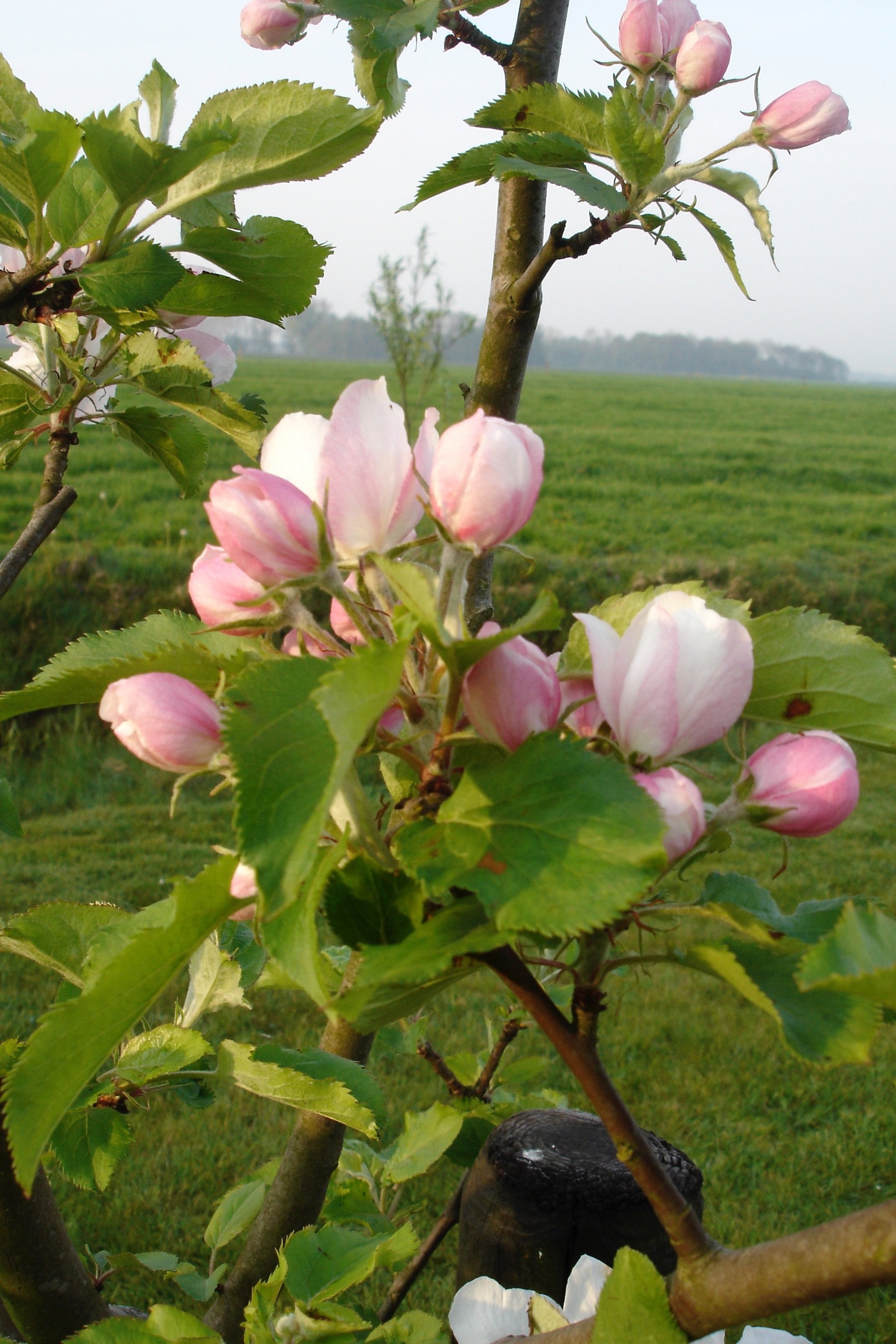 Maison nature à Gytsjerk