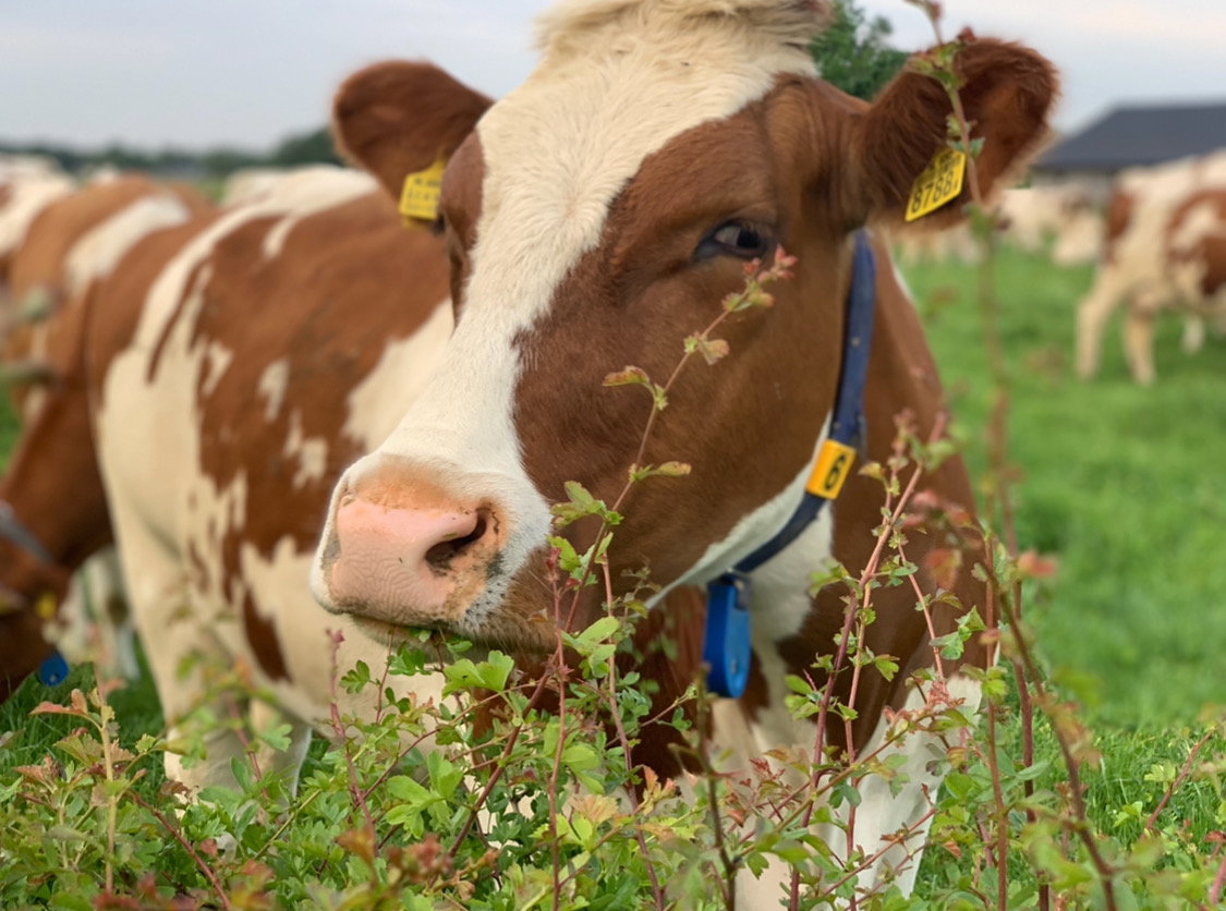 Naturhäuschen in Olst