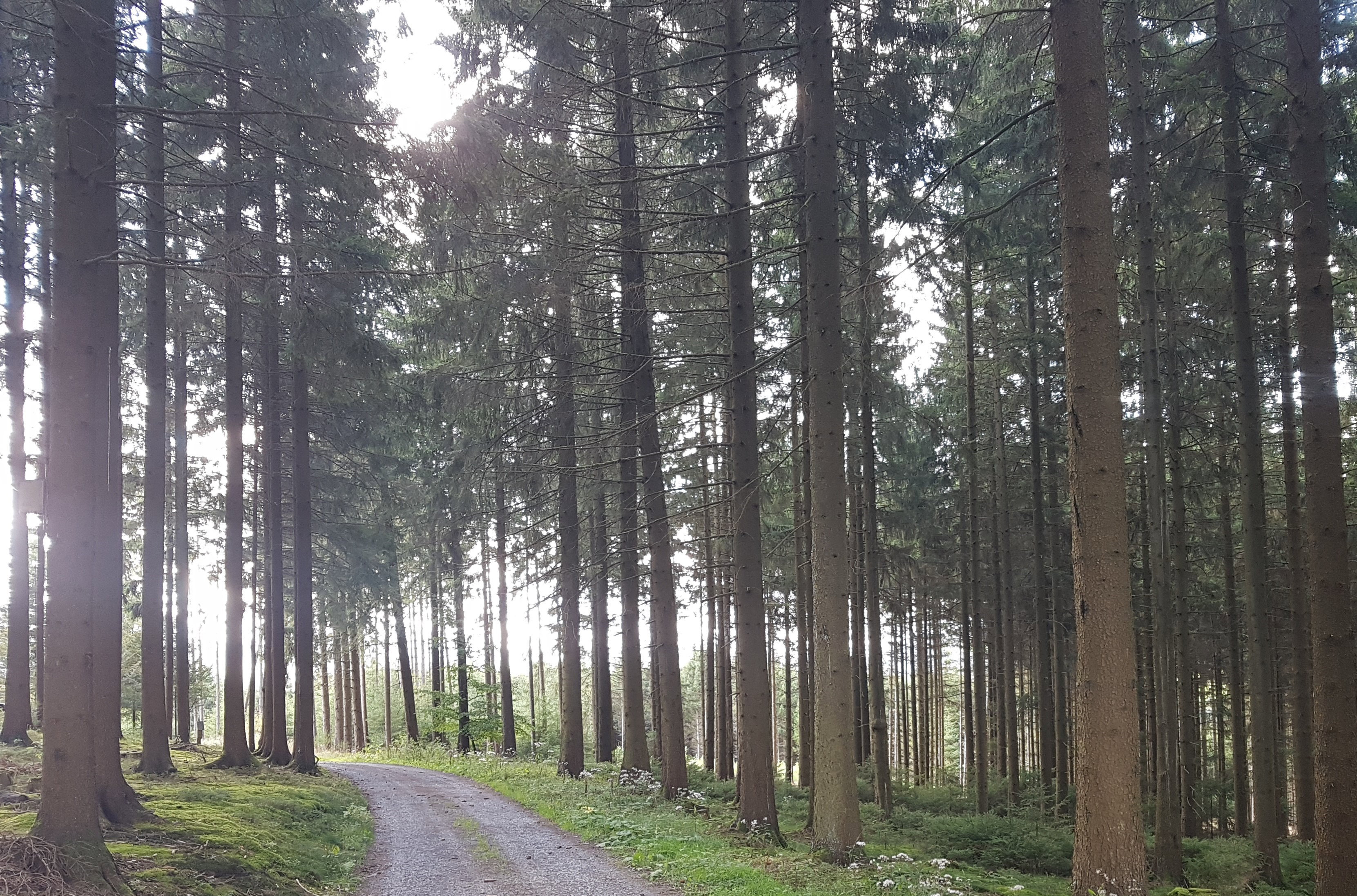 Naturhäuschen in Schmallenberg-Dorlar