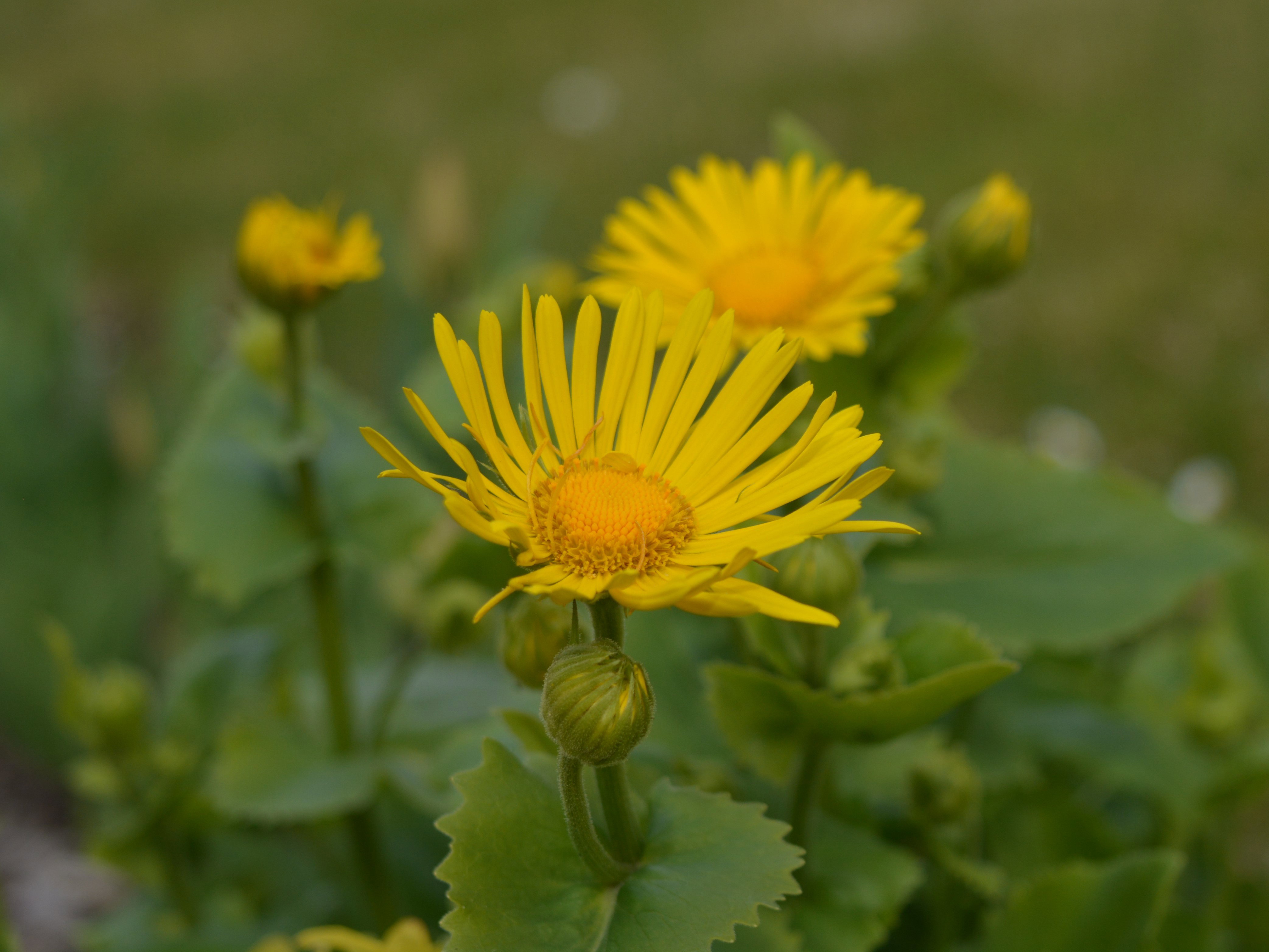 Naturhäuschen in Schmallenberg-Dorlar