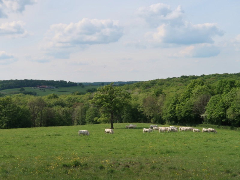 - image: 12