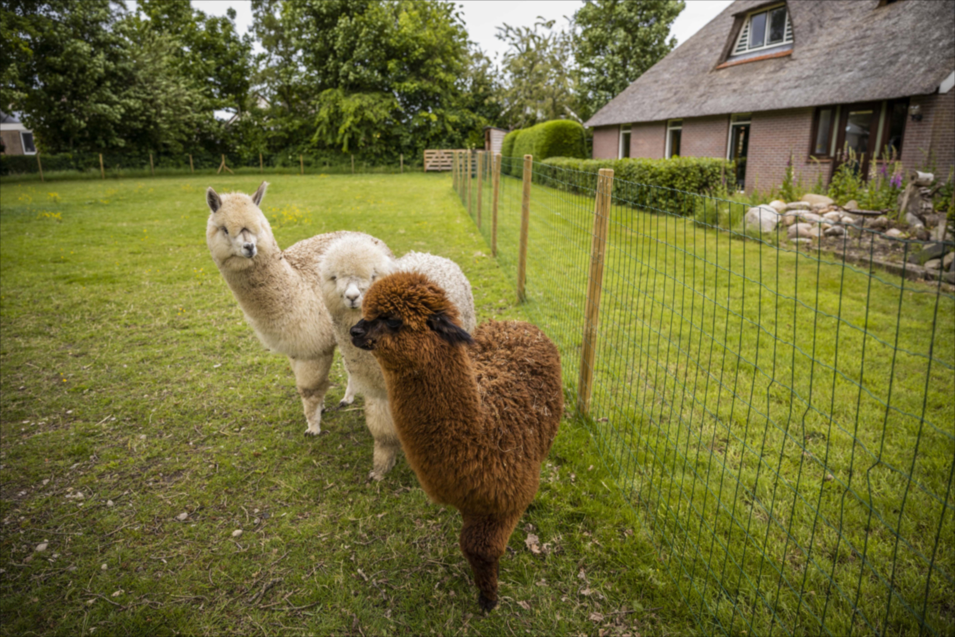 Natuurhuisje in Oudemirdum